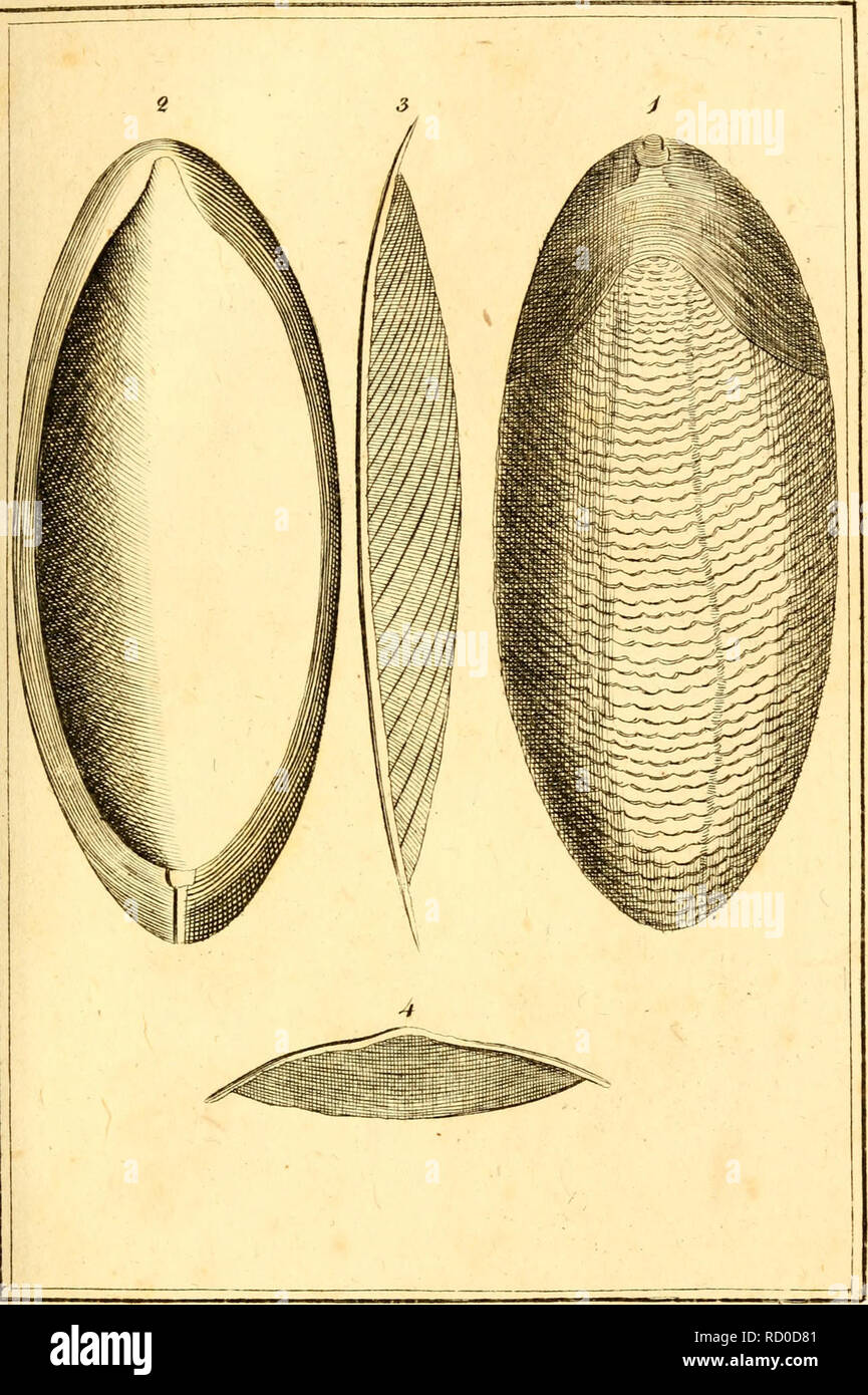 . Denys Montforts allgemeine und besondere Naturgeschichte der Weichwürmer : Mollusques, als Fortsetzung der Bussonschen Naturgeschichte. Mollusks. ahsr.. Please note that these images are extracted from scanned page images that may have been digitally enhanced for readability - coloration and appearance of these illustrations may not perfectly resemble the original work.. Denys de Montfort, Pierre, b. ca. 1768. Hamburg ; Mainz : G. Vollmer Stock Photo