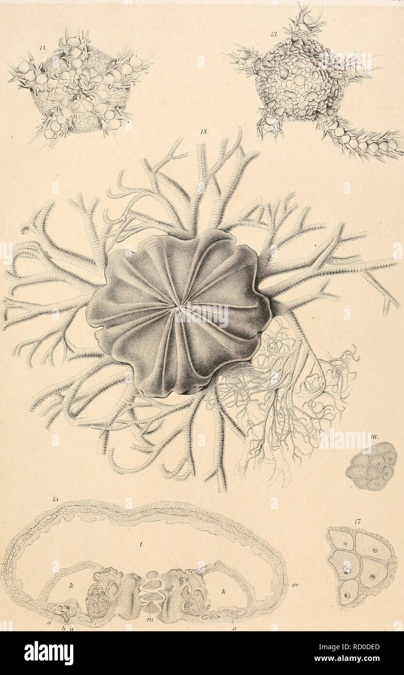 . Den Norske Nordhavs-expedition, 1876-1878. Scientific expeditions; Marine animals -- Norwegian Sea; Marine animals -- Arctic regions; Norwegian Sea. 4^ v   ec- -. Tall. KBu LitiuAiist. Julius UmihaxclT, L - Fig. 13-17' Ophiopus antirus 18 Gorgonocephdtas malme/ram.. Please note that these images are extracted from scanned page images that may have been digitally enhanced for readability - coloration and appearance of these illustrations may not perfectly resemble the original work.. Mohn, Henrik, b. 1835; Sars, G. O. (Georg Ossian), 1837-1927; Friele, Herman, 1838-; Bonnevie, Kristine. Chris Stock Photo
