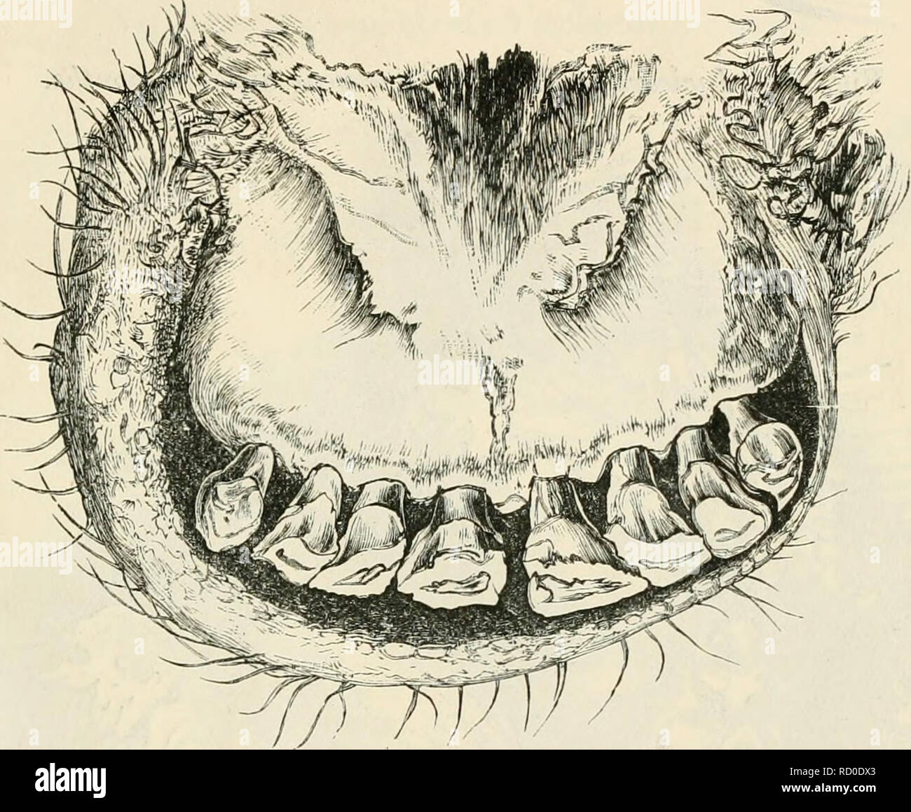 . Dentition as indicative of the age of the animals of the farm. Domestic animals -- Age; Teeth. of the Animals of the Fmm. 37 the observation of the state of the dentition between the ages of one and six months, when the fourth molar is cut; but during this period the jaws expand, the incisor teeth gradually become less crowded, and the space between the third molar and the angle of the jaw increases as the fourth molar, which is the first per- manent tooth, advances to occupy its place, as shown in Fig. 30. At the age o^ sic months the fourth molar is well developed, but it is in close conta Stock Photo