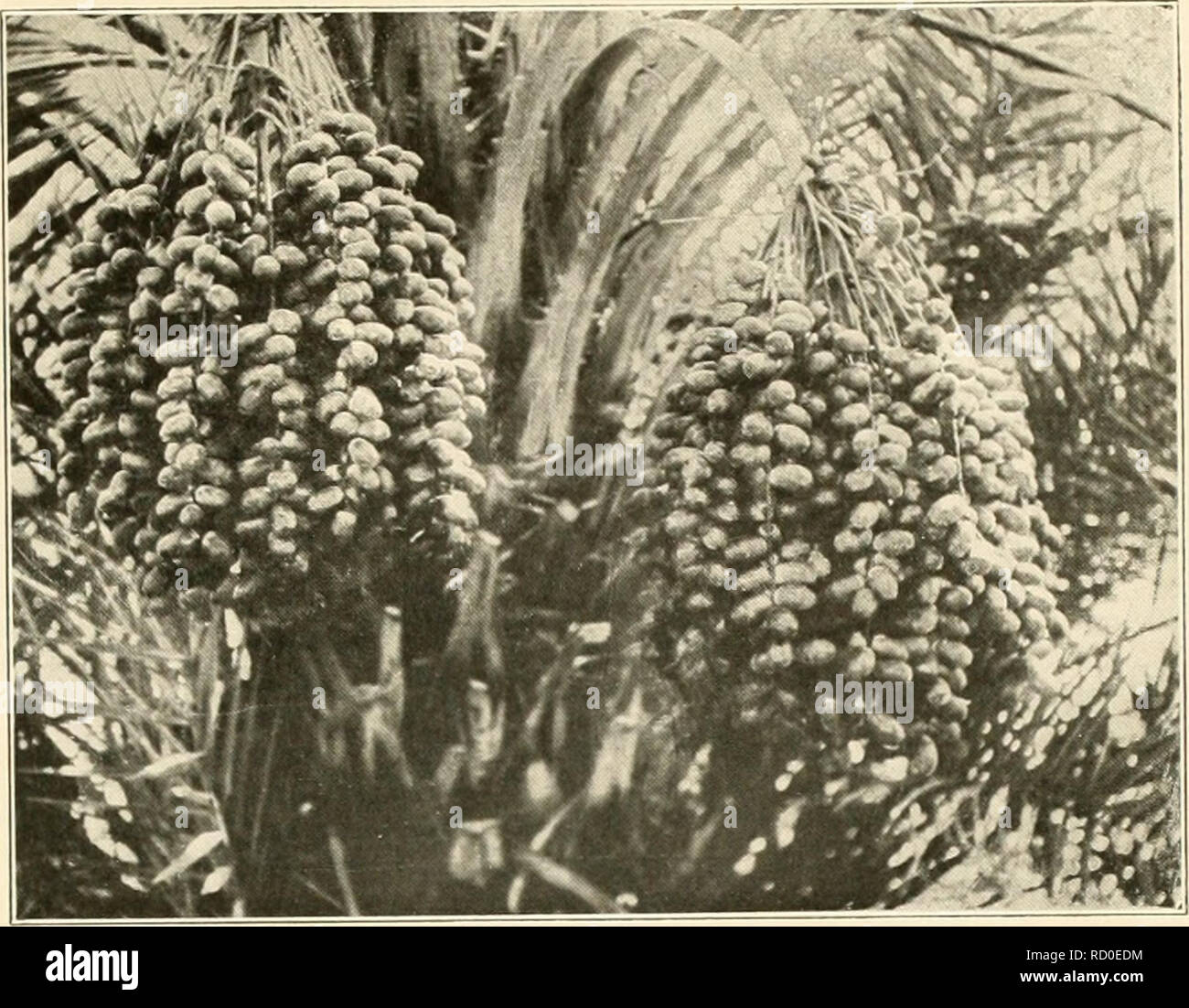 Mecca cal hires stock photography and images Alamy