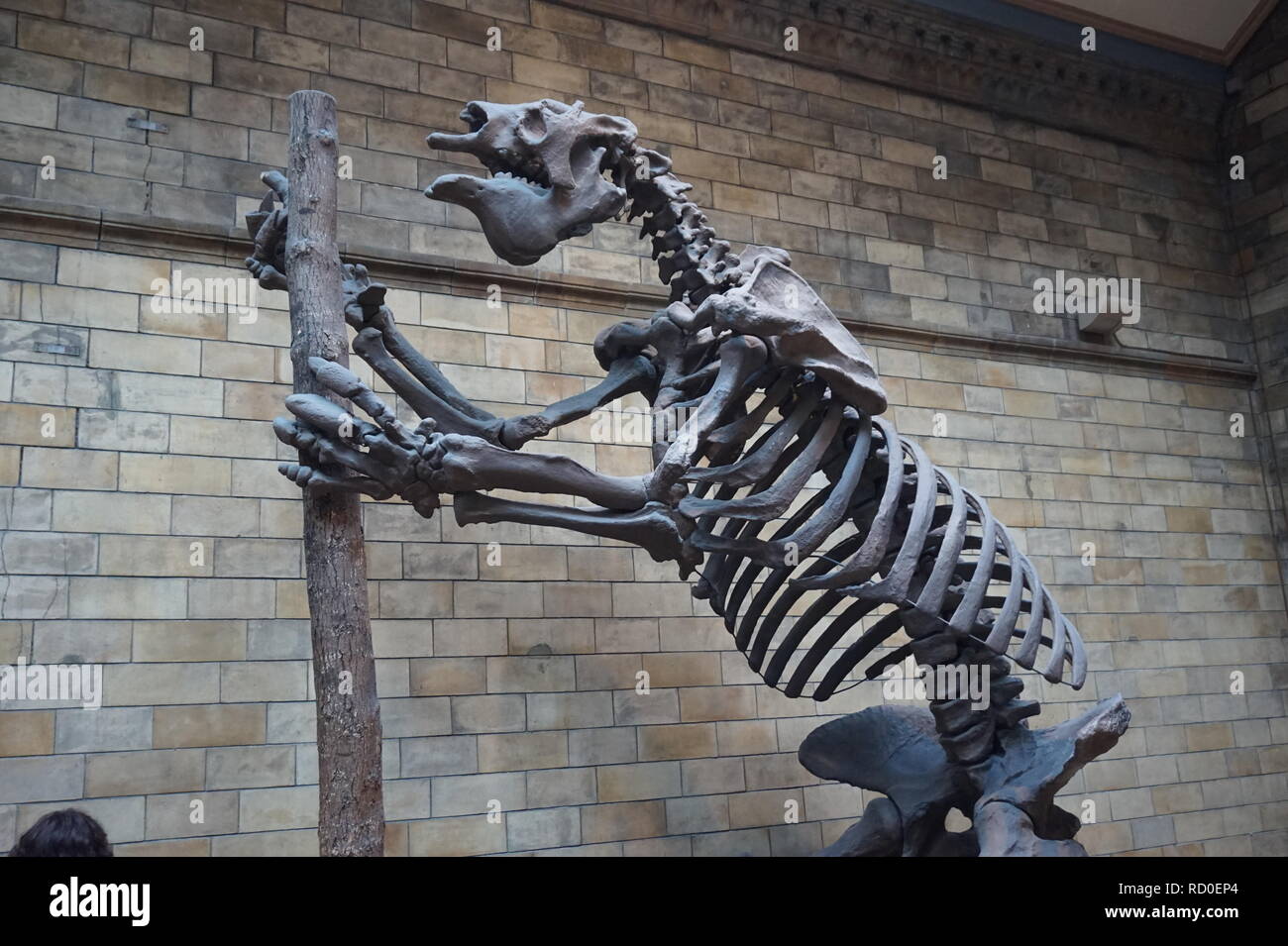 Giant Sloth Stock Photos & Giant Sloth Stock Images - Alamy