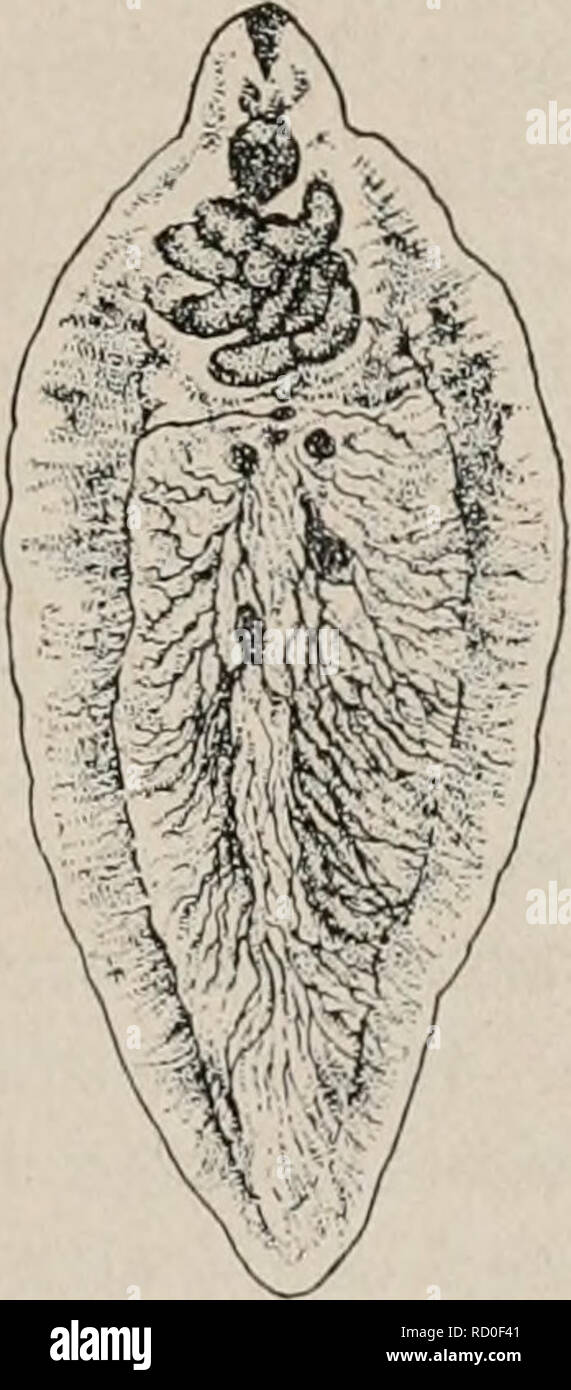 Hermaphroditic worms hires stock photography and images Alamy