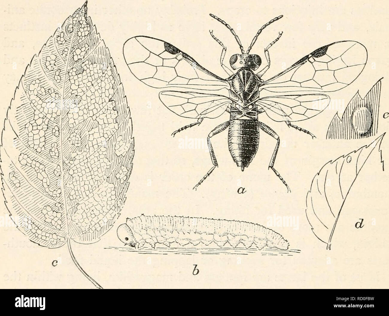 . Elementary entomology. Insects. 244 ELEMENTARY ENTOMOLOGY SUBORDER I. THE BORING HVMENOPTERA (TEREBRANTIA) In the first suborder the females bear a well-developed ovipositor, with which the eggs are inserted into the food plant or host insect, and the trochanters of the hind-legs consist of two segments. 1. PLANT-EATING HYMENOPTERA The first two families are distinguishable by the base of the ab- domen being broadly joined to the thorax, with no constriction at this point. The saw-flies (Tenthredinidae) are so called on account of the saw- like ovipositor. It is toothed at the tip, having a  Stock Photo