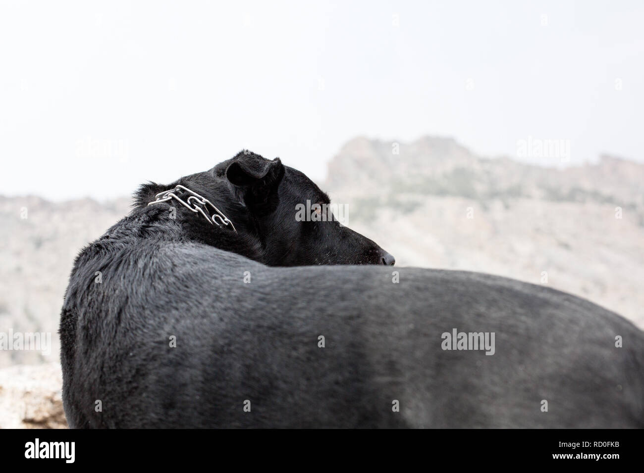Black dog standing in mountain Landscape, United States Stock Photo