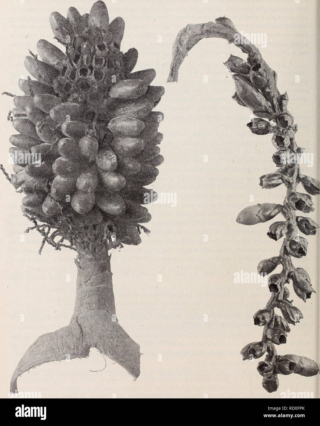 . Denkschriften - Österreichische Akademie der Wissenschaften. 508 K. Rcchinger, Fig. 9, Fig. 10.. Areca macrocalyx Zipp. var. intermedia Becc. In !/2 der nat. Größe. Areca Rechingeriana Becc.In 1j2 der nat. Größe.. Please note that these images are extracted from scanned page images that may have been digitally enhanced for readability - coloration and appearance of these illustrations may not perfectly resemble the original work.. Akademie der Wissenschaften in Wien. Mathematisch-Naturwissenschaftliche Klasse. Wien, New York, Springer Stock Photo