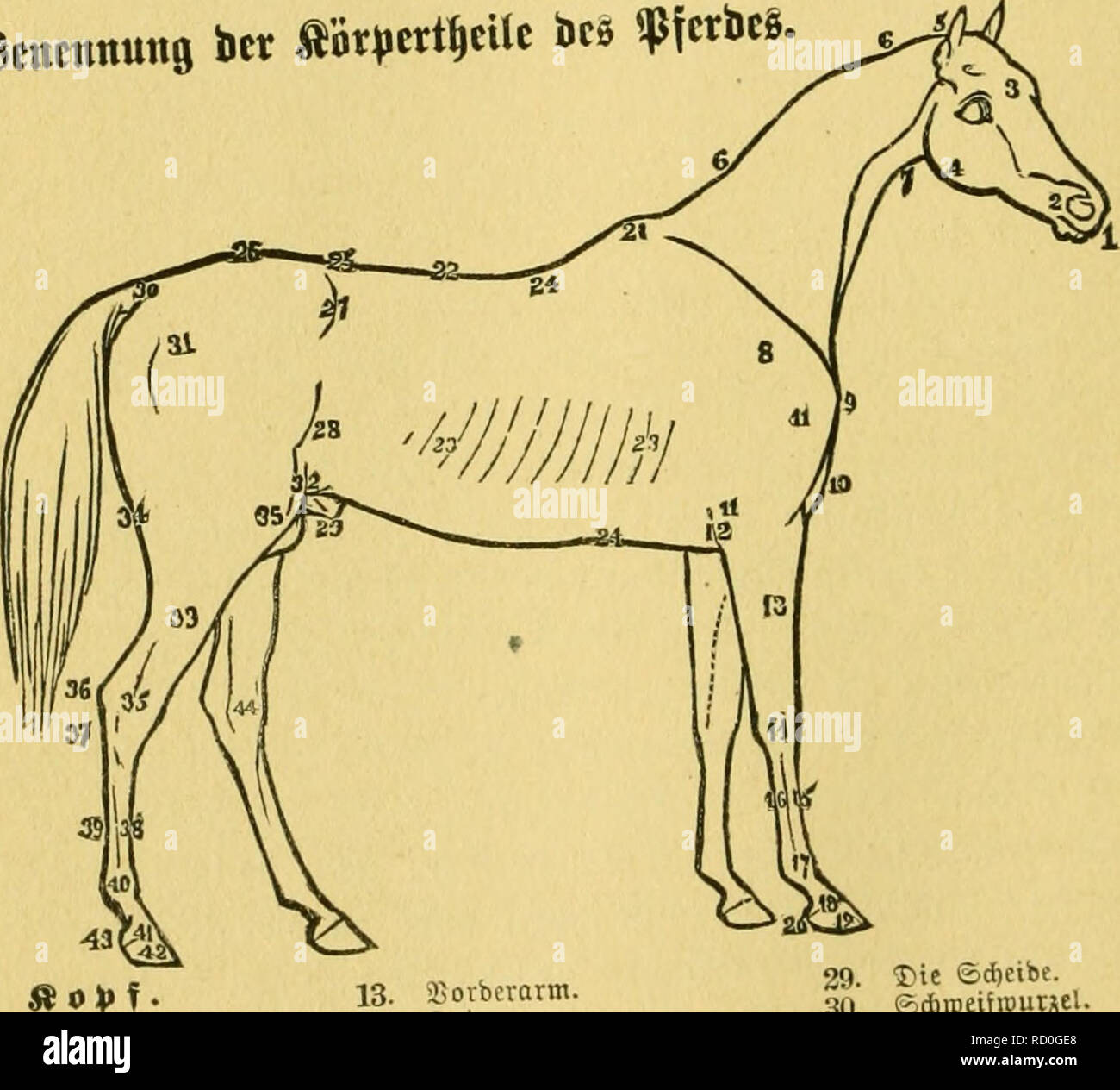 . Das pferd. Ein buch für das volk, enthaltend:. Horses; Horseshoeing. [from old catalog]. 3g ®a§ ^:t^ferb. nirf,t in m arofeer ^ile su fein, ^nm 61jcu ju gelangcn, lonbern c§ trocfen ert iaft « f&lt;e ni^t in Eraftigev ®ef«..bf,eit «nb em.m 34ta.* n^al., in ban fie on «tkit ba8 aeufeerfle tioMvinaen tonnen. Stncnnuiis ict abr|.ttt|cilt ito *(n*cS.. 1. gjiunb. 2. ^tiiftern. 3. ajovbcr=Sopi. 4. Kiefer. 5. ©d^citcl. 6. 6. Wliljne. 7. iiujlrotivc. jB It V )» e 11 D e i I . 8. ©djuttcrttatt. 9. Sovbctfte ©pilje bcr @d)uUer. 10. Sruft. 11. 11. .?)ufte-, , 12. (SUbogengelent. 13. 14. 15. 16. 17. 18. Stock Photo