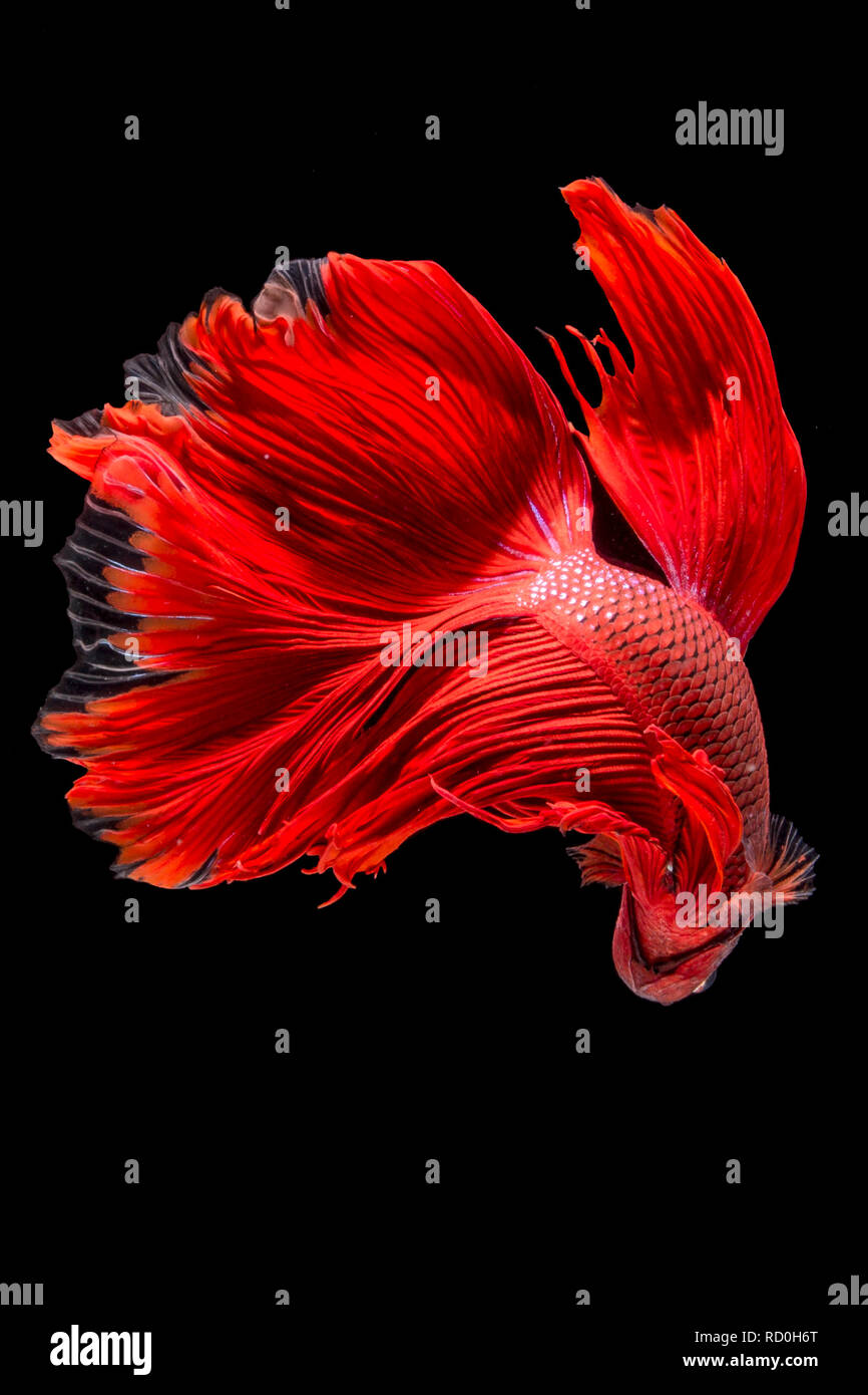 Red betta fish, Indonesia Stock Photo