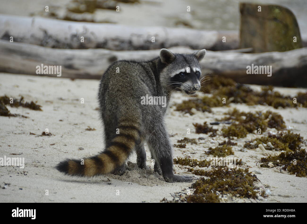 Raccoon standing on the beach, Costa Rica Stock Photo - Alamy