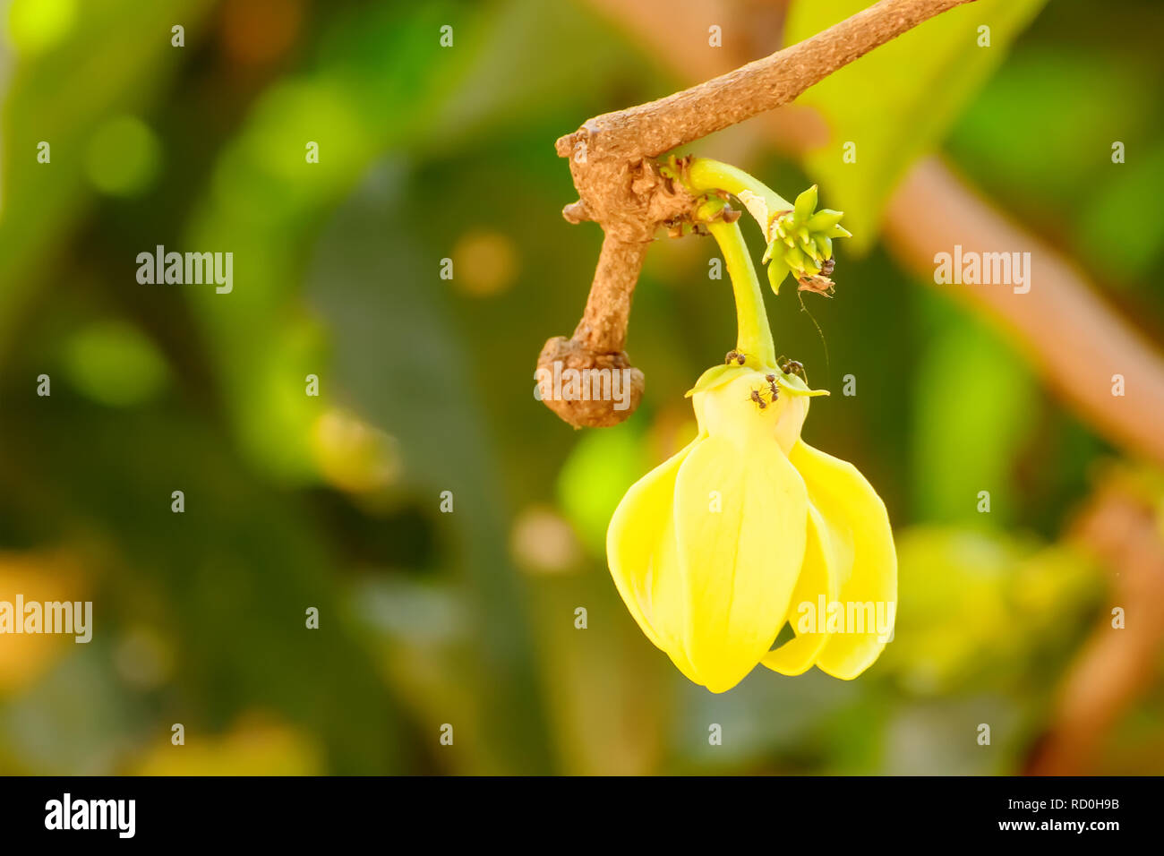 Cananga odorata flower is a tropical tree that originates in the Indonesia, Malaysia, and Philippines. Stock Photo