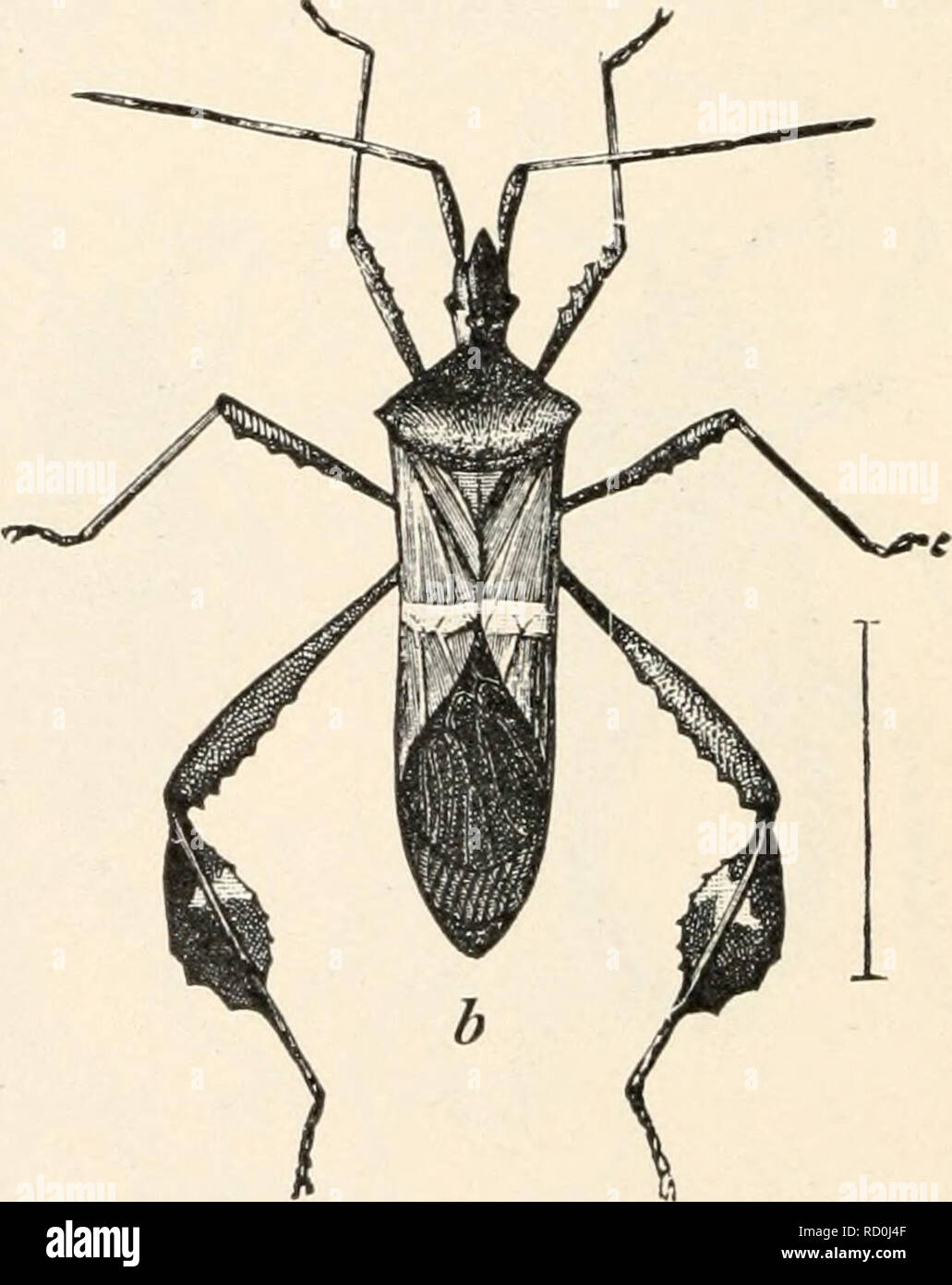 . Elementary entomology. Insects. FIG. 163. a, the northern leaf-footed plant-bug (Leptoglossus oppositits}-, b, the banded leaf-footed plant-bug (Leptoglossus phyllopus). (Twice natural size) (After Chittenden, United States Department of Agriculture) The young stages are red but become gray or blackish as they grow older. It is found in all parts of the United States, but has been most seriously injurious in the Mississippi Valley.. Please note that these images are extracted from scanned page images that may have been digitally enhanced for readability - coloration and appearance of these i Stock Photo