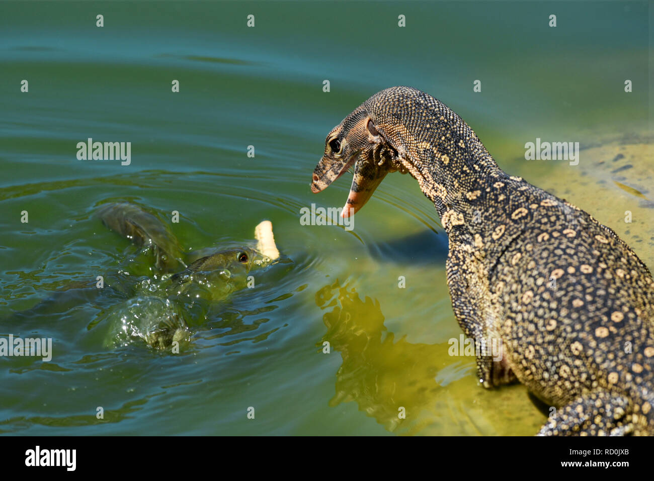 Monitor lizard standing by a lake trying to catch a fish, Indonesia Stock Photo
