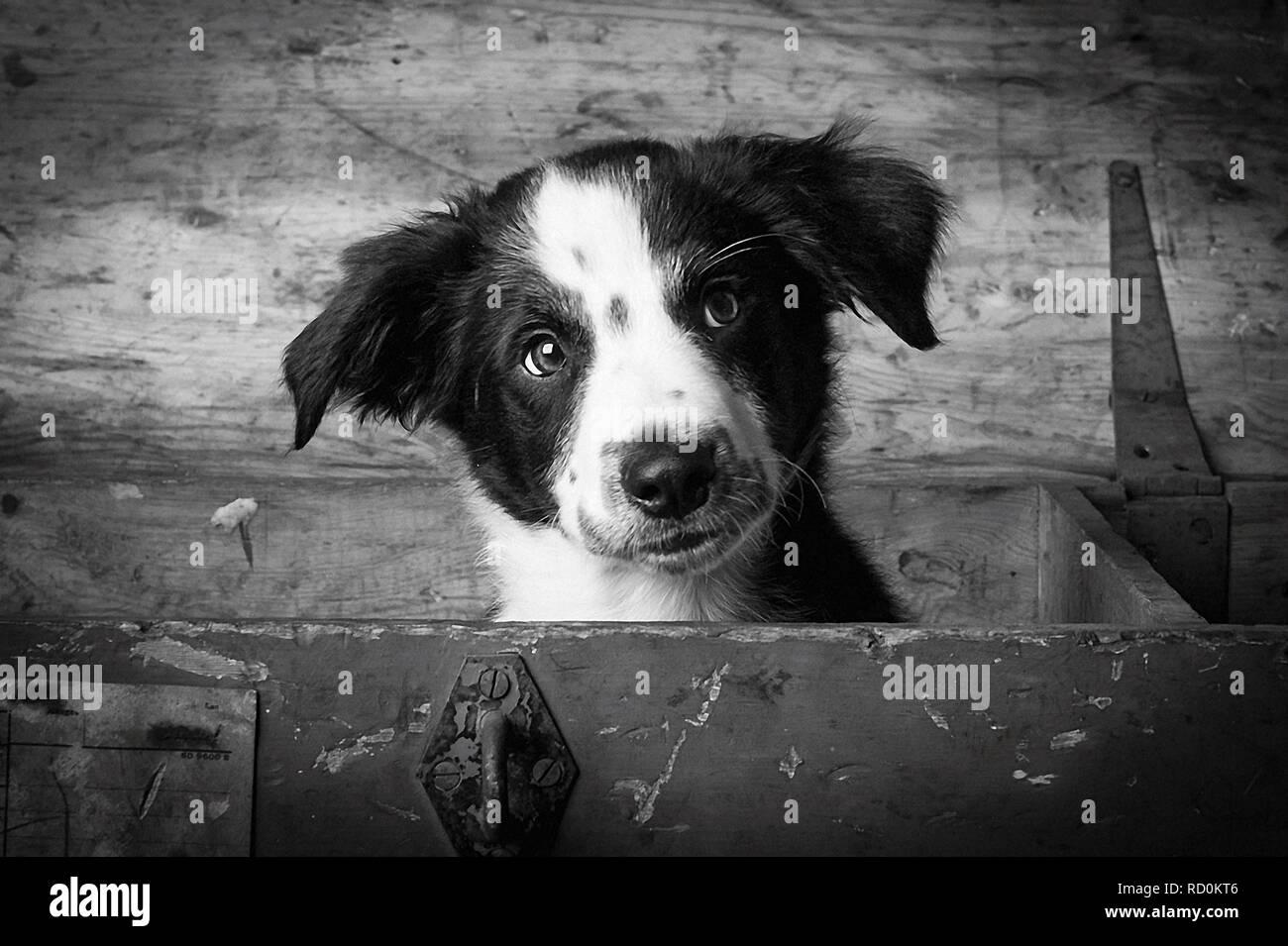 Border collie puppy hires stock photography and images Alamy