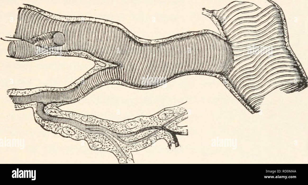 Notum Insect . Elementary entomology. Insects. ANATOMY OF INSECTS- -INTERNAL 33 ...