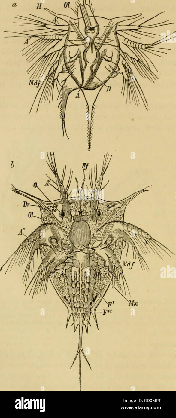 Elementary text-book of zoology, general part and special part: protozoa to  insecta. Animals. 442 CEUSTACEA.. Fig. 351.—a Latcr'Nauplius larva. A,  anus; 01, proboscis with mouth ; U, frontal horns; D, intestine ;