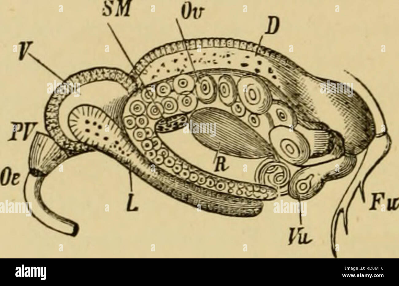 Elementary text-book of zoology, general part and special part: protozoa to  insecta. Animals. 426 CUrSTACEA. as the long cylindrical appendage of  Ci/2^ridina, which arises in place of the seventh pair of