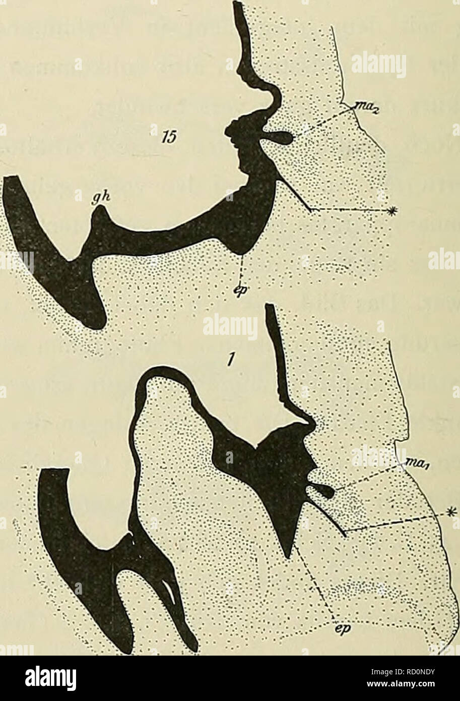 . Denkschriften der Medicinisch-Naturwissenschaftlichen Gesellschaft zu Jena. . Fig- 45- Fig. 46. Fig. 45. Aepyprymnus rufeseens, Bj. No. 3 (ca 34 mm). Querschnitte durch die Bauchwand in der Höhe der Mammar- anlagen (ma). Vergr. 30:1. Die Zahlen geben die Aufeinanderfolge der Schnitte (ä IG ji) in der Serie an. ep Epidermis (in den Schnitten J—23 zum Theil defekt); ^nt Marsupialtaschenanlage. Fig. 46. Macropus rufus, Bj. No. I (44 mm). Sagittalschnitte (ä 20 jji) durch die Bauchwand in der Gegend der Mammar- anlagen {ma) der linken Seite. Vergr. 20:1. Sehn. I unweit der Medianebene, Sehn. 15  Stock Photo