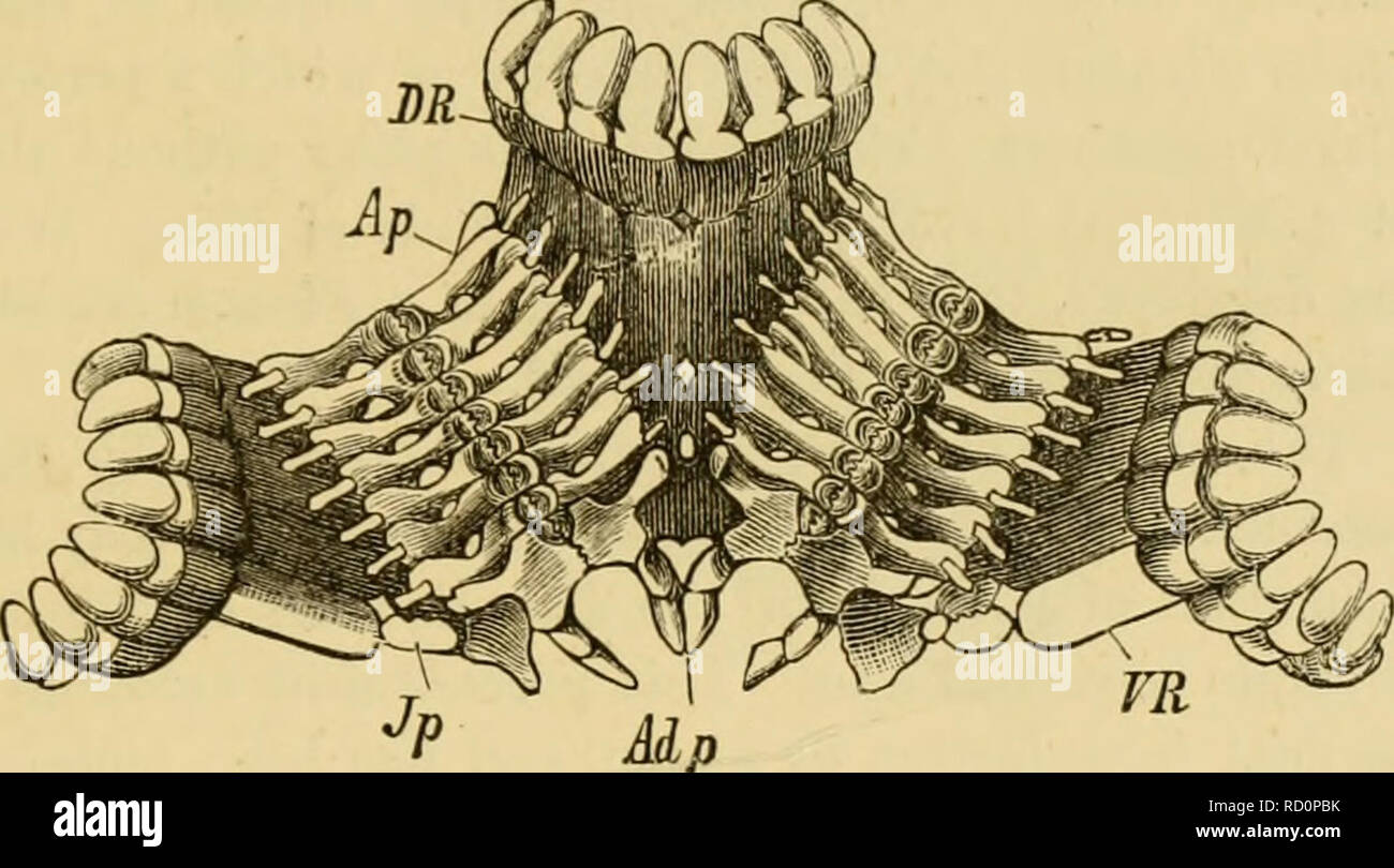 Ambulacral groove hires stock photography and images Alamy
