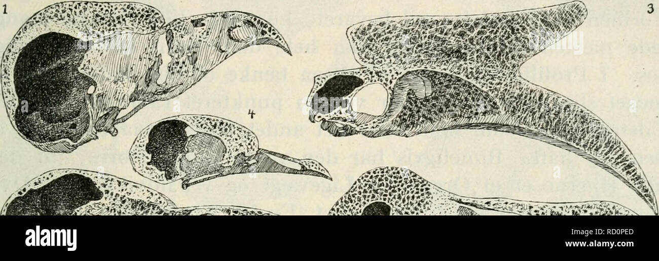 Dansk ornithologisk forenings tidsskrift. Birds -- Periodicals; Birds --  Denmark Periodicals. lo: deles forsvundet. Vi ser af Fig. 167, 3, hvor ringe  Epifysens Ud- vikling er hos disse; — som Kuriosum