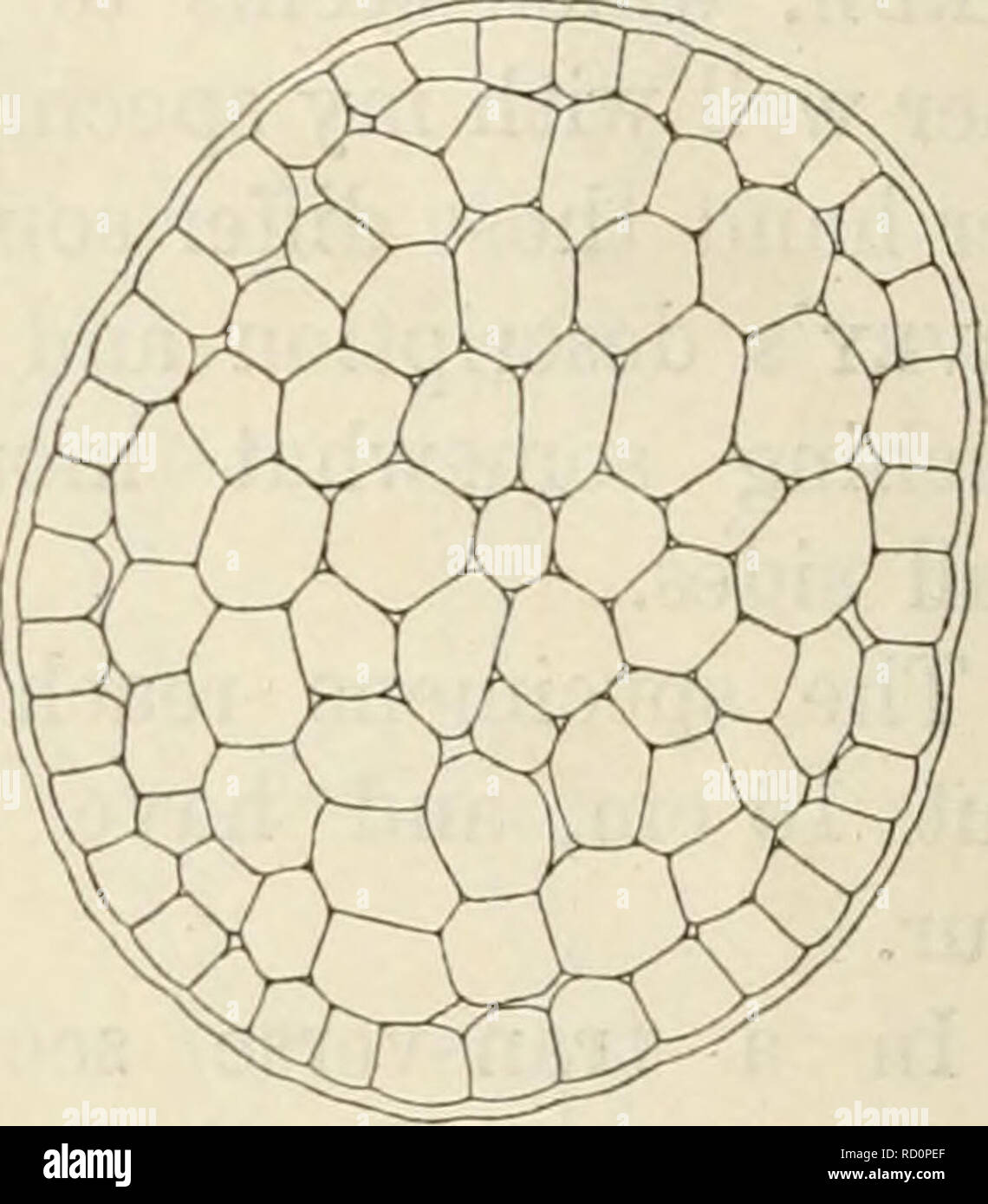 Page 2 Laurencia High Resolution Stock Photography And Images Alamy