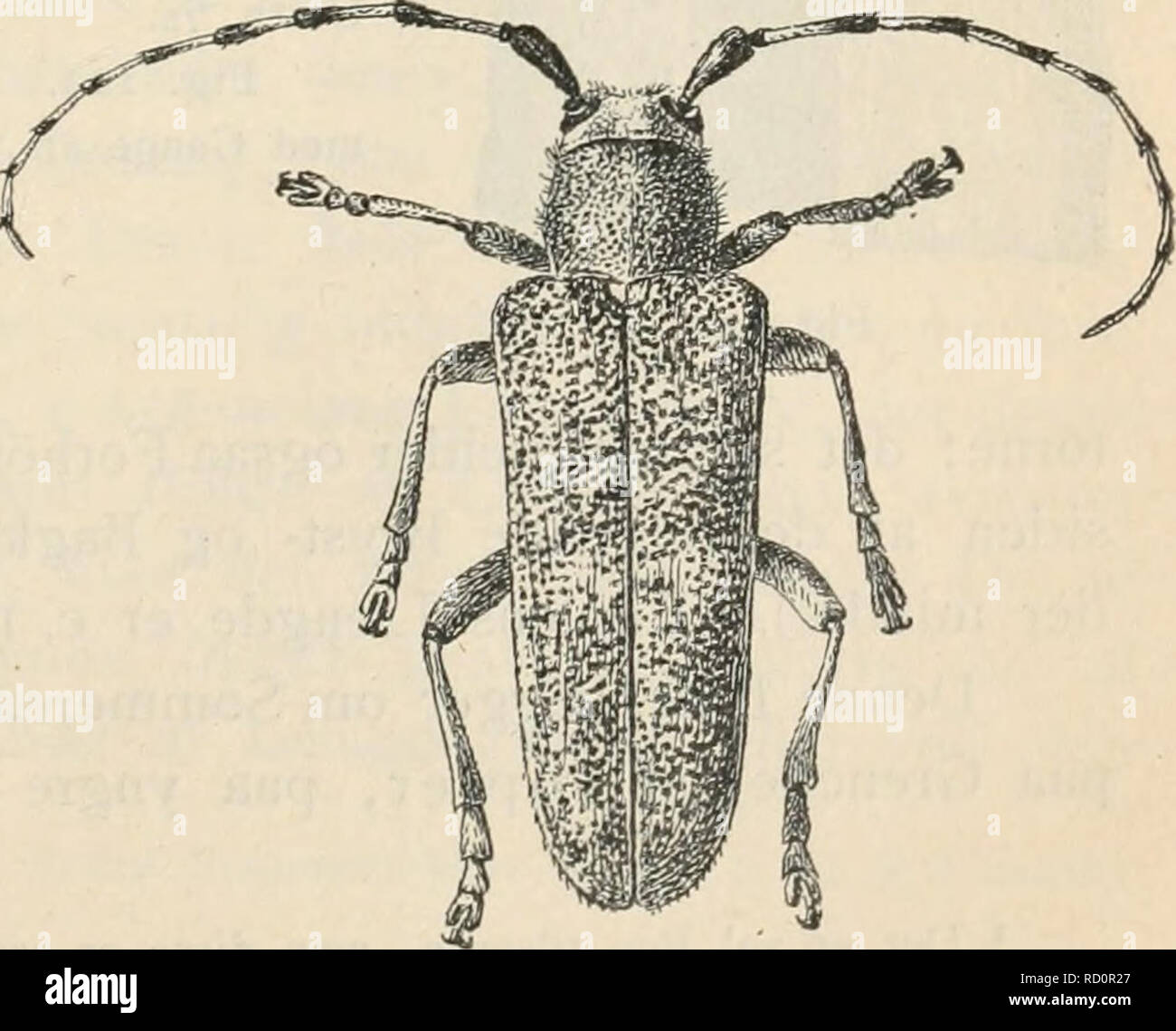 Dilis High Resolution Stock Photography And Images Alamy