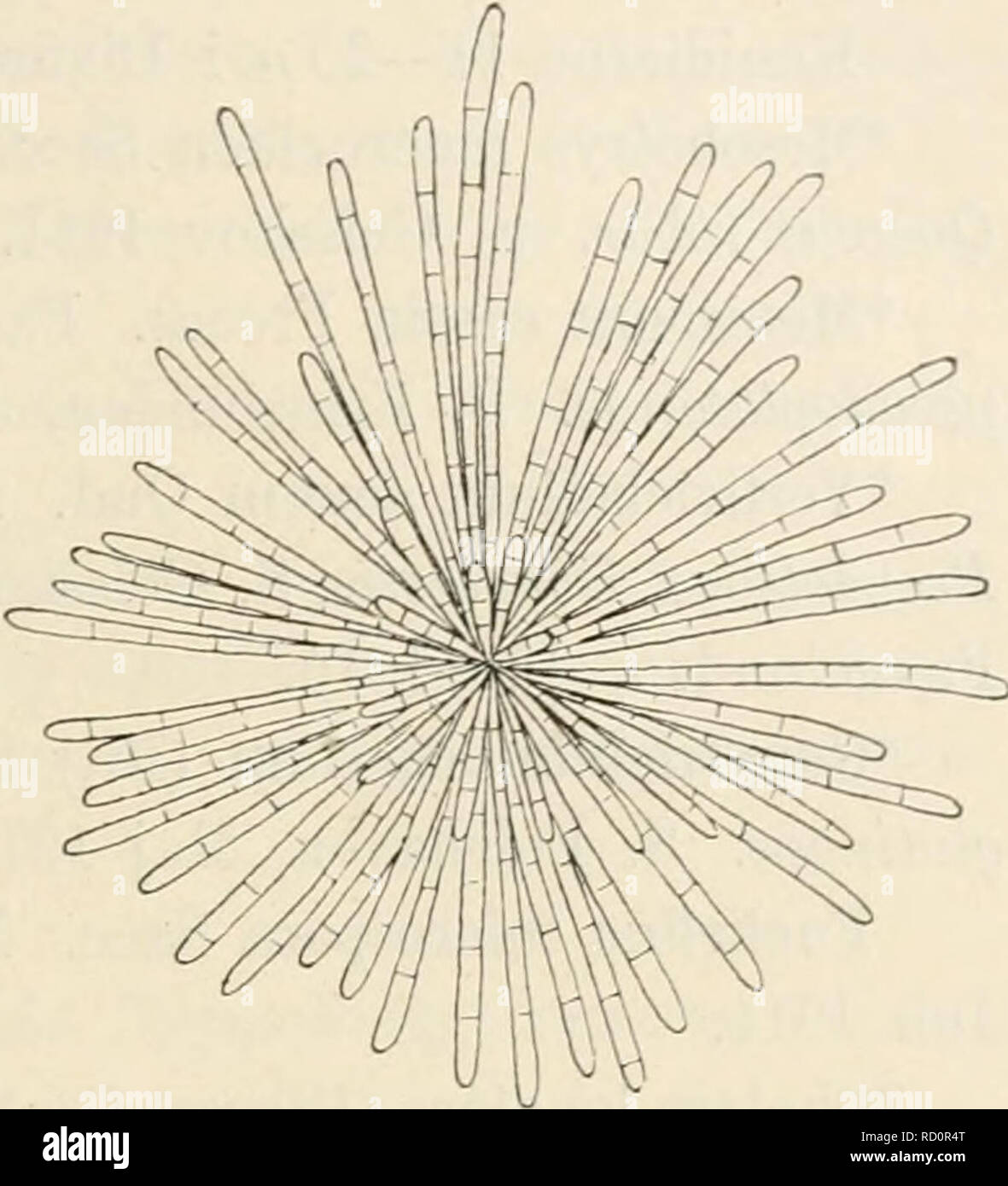 . Dansk botanisk arkiv. Plants; Plants -- Denmark. Ove Rostrup: Bidrag ti! Danmarks Svampeflora. I. 45 conidia fusiformia, longe acutata, hvalina, 3—5-septata, 30—38 X 2.5f±, gerentibus. (Fig. 40). Ad excrementa Armadillidii vulgaris et ad samaras putridas Fraxini ex- celsioris. S. Kobenhavn, Ermelunden. *Parasporaeidarisn. sp. Caespitulis sparsis, perexiguis, subglobosis, quin- quagenum fere conidiorum constanti- bus; conidiis oblonge-clavulatis v.cv- lindraceis, apice rotundatis, hyalinis, 3-7-septatis, 45-80x3-3.4//. (Fig. 41). Ad corticem Fagi silvaticae. S. Frederikslund Skov, Okt. 1913.  Stock Photo