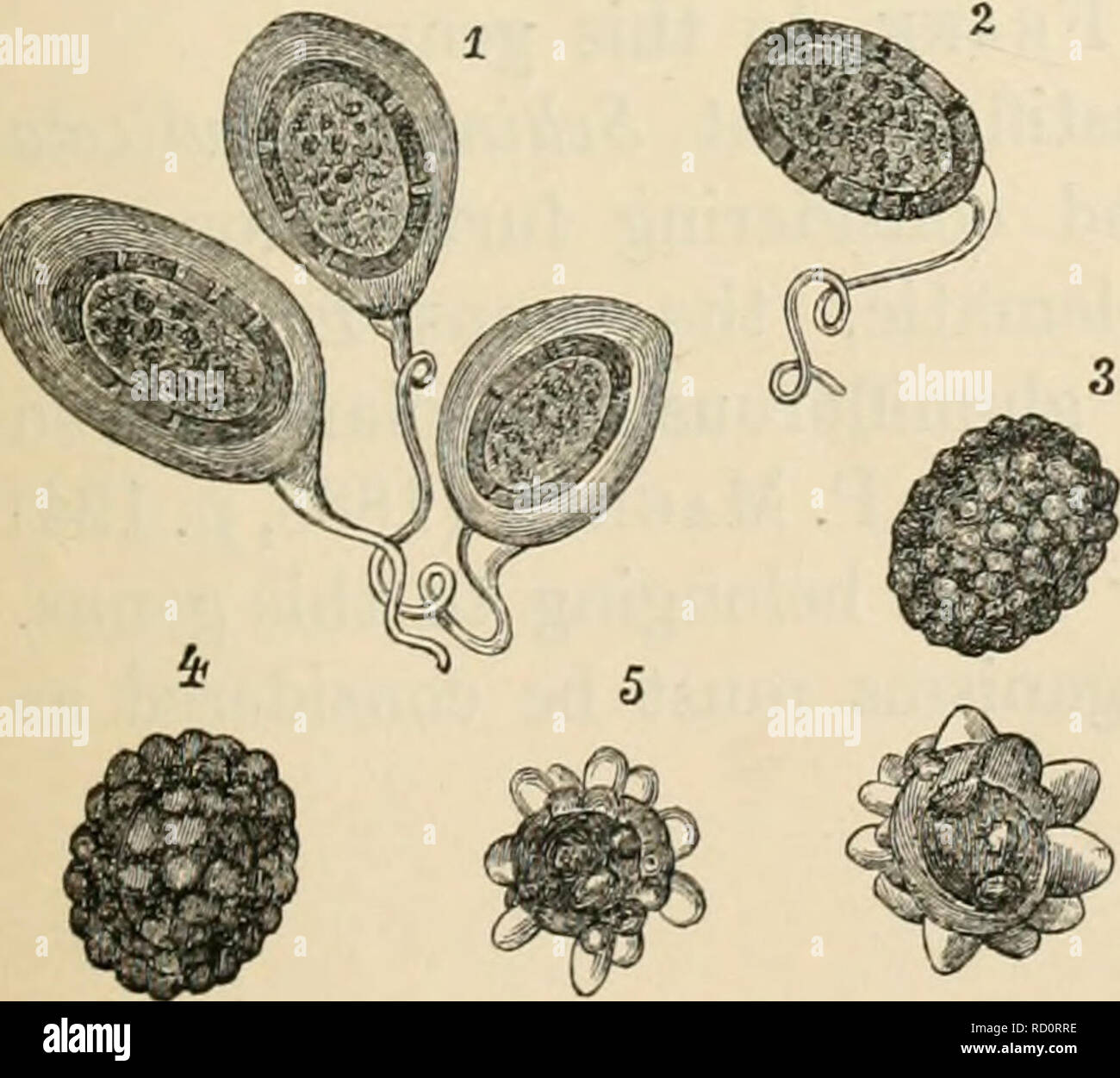 . Dansk botanisk arkiv. Plants; Plants -- Denmark. C. Ferdinandsen and Ö. Winge: The genus Entorrhiza C. Weber. 11 voideis, saepius inaequilateralibus, ad insertionem stipitis appla- natis, 22—26// long. ^ 12—16 (i lat., plasmate denso, vacuolato farctis. In radicibus tumefactis Carl- as limosae L. in palude Lyngby Mose dicta Selandiae septen- trionalis, mense Septembri. (Leg. F. Kølpin Ravn). E. Rostrup (1894, p. 36) men- tions this discovery and identifies the specimens collected with E. cy- pericola (Magn.) De Toni parasi- ting in the roots of Cyperus fla- vescens L. Yet he adds: »The form  Stock Photo