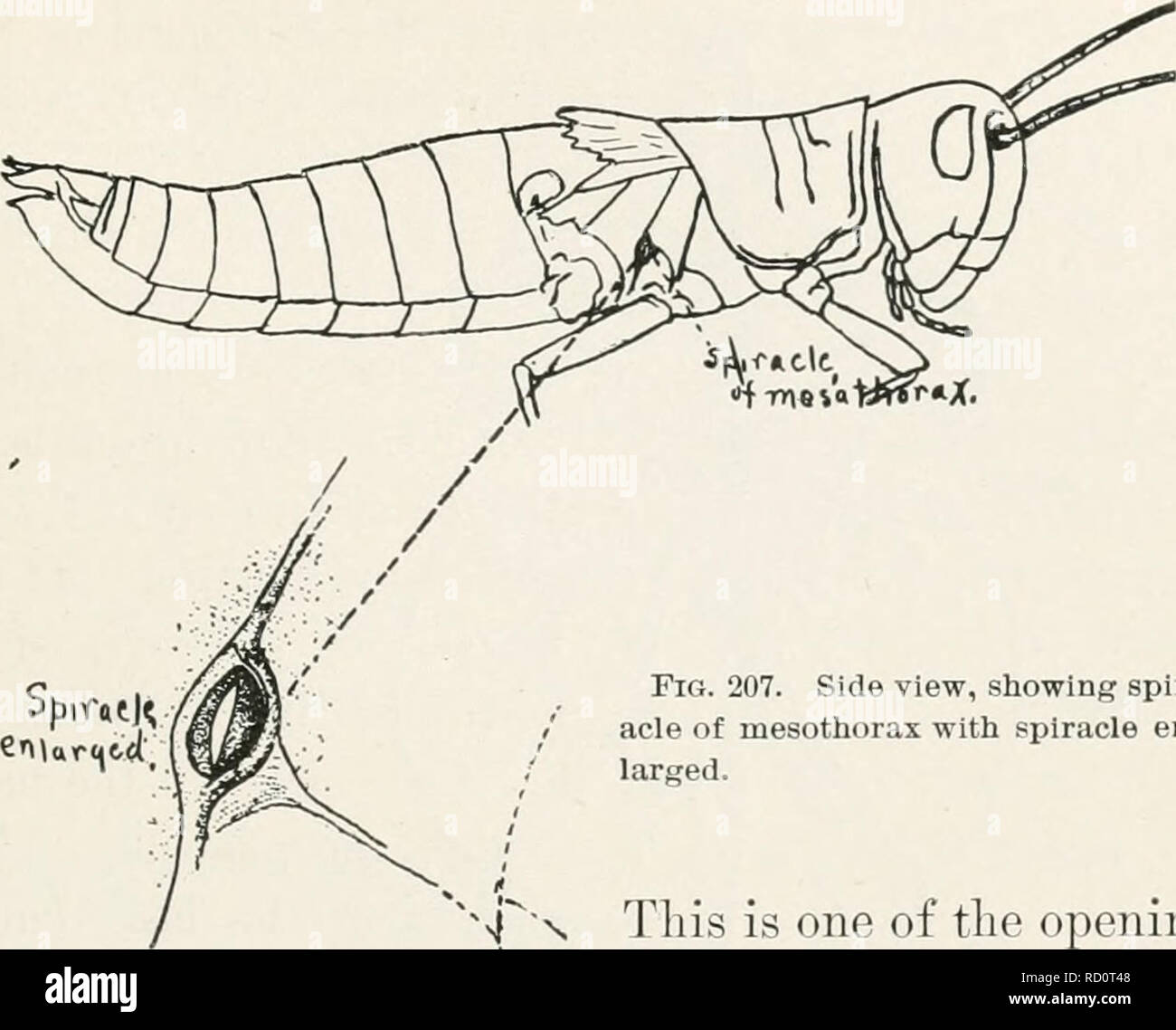 Elementary Studies In Insect Life Insects Form And Function 269 I Fig 207 Side View Showing Spir Acle Of Mesothorax With Spiracle En Larged This Is One Of