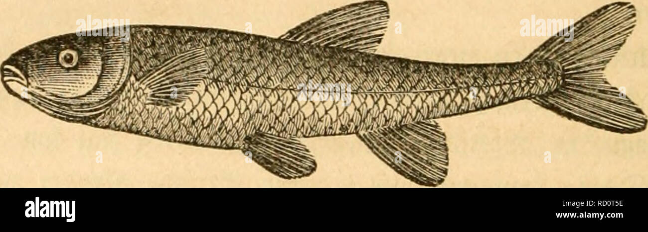 . Danmarks fiske. Fishes. 538 Carjophyllæus mutabilis Rud. qq Bolhriocephalus graniilavis Rud.)/ en t ^uo^ulen (Filaria ovata Zed). 9?ebfn|taaenbf Stæfnit fremfiill« ^loc^e Cyprinus Aphya.. Please note that these images are extracted from scanned page images that may have been digitally enhanced for readability - coloration and appearance of these illustrations may not perfectly resemble the original work.. Krøyer, Henrik Nikolai, 1799-1870; K. Danske landhusholdningsselskab. Kjøbenhavn, Trykt i S. Triers officin Stock Photo
