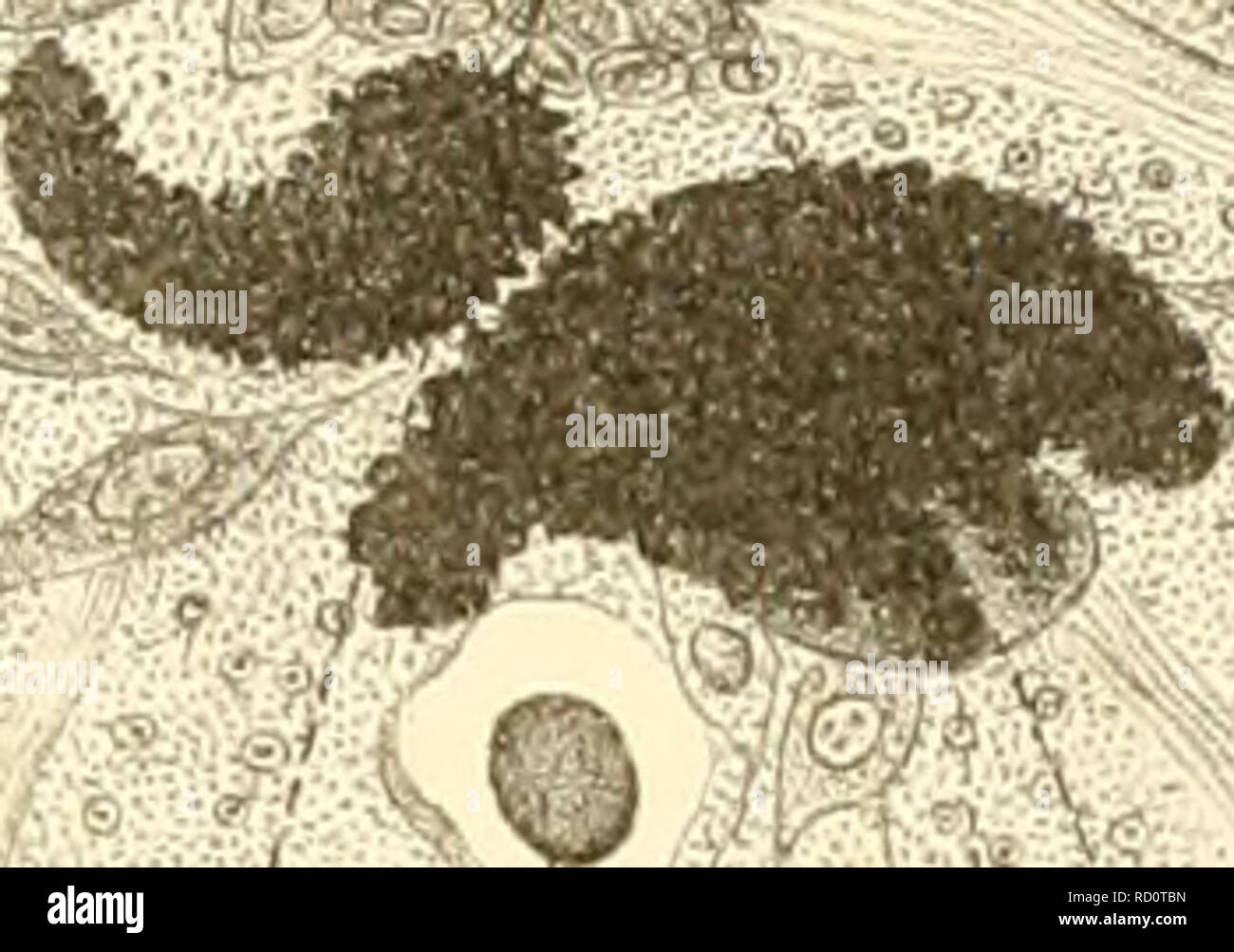 Page 7 Lx N High Resolution Stock Photography And Images Alamy