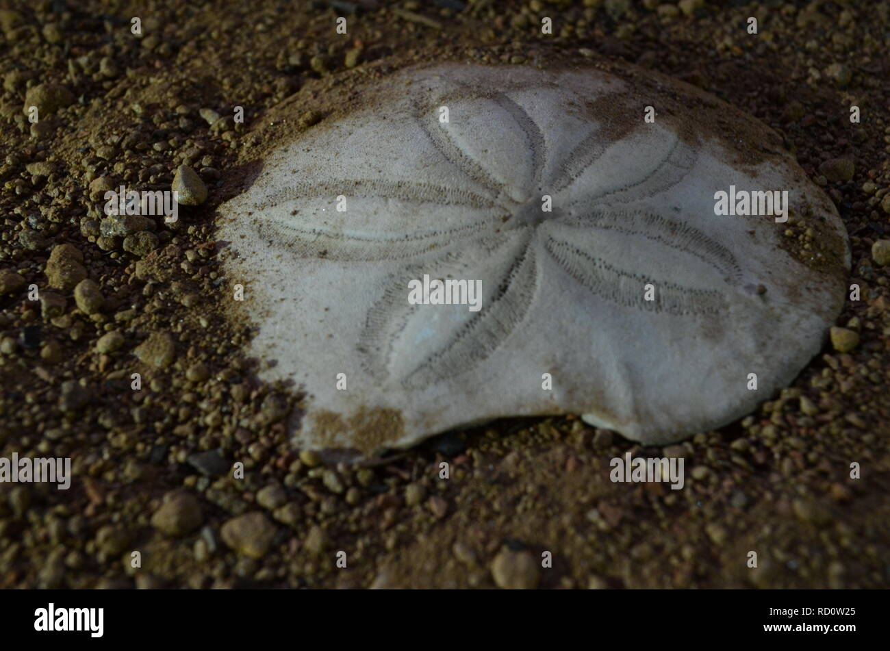 Sand Dollars: Dead or Alive?