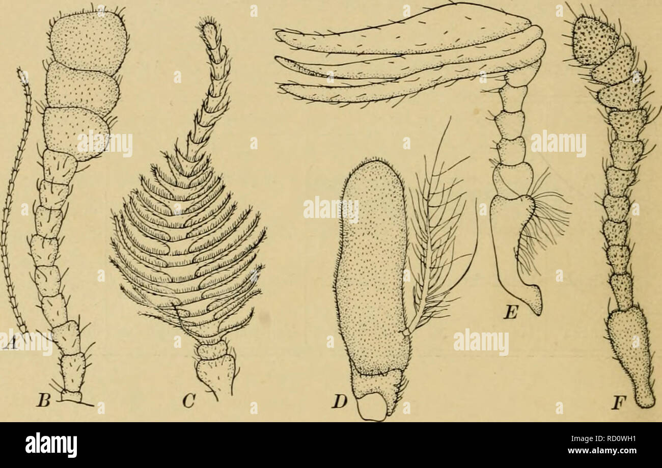 Elementary entomology. Entomology. CHAPTER III ANATOMY OF INSECTS —  EXTERNAL Body structure. The extinct ancestors of the insects were  doubtless elongate, wormlike animals composed of a series of cylindrical  segments very