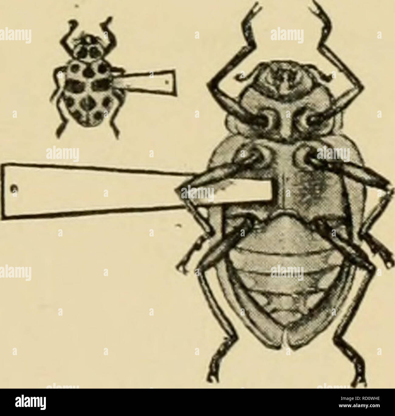 Insect Mounting . Elementary entomology. Entomology. PRESERVING AND STUDYING INSECTS ...