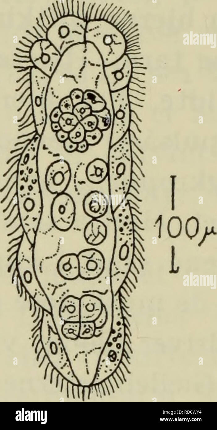 . Danmarks fauna; illustrerede haandbøger over den danske dyreverden... 86 blæksprutter er sækkene indbyrdes forbundet og danner en fælles dorsal udposning, der strækker sig bagud under gladius (fig. 44 g). Urinlederne munder frit i kappehulen. På friske dyr er nyrerne gennem- sigtige, fyldte med en farveløs vædske, hvori man ofte kan finde parasitter (symbionter?) hørende til. Fig. 52. Mesozo, Dicyema sp., fra nyrerne af en blæksprutte. Efter Caullery &amp; Mesnil. mesozoerne, en mærkelig dyregruppe, der kun kendes som parasitter hos blæksprutter og enkelte andre marine hvirvelløse dyr (fig.  Stock Photo