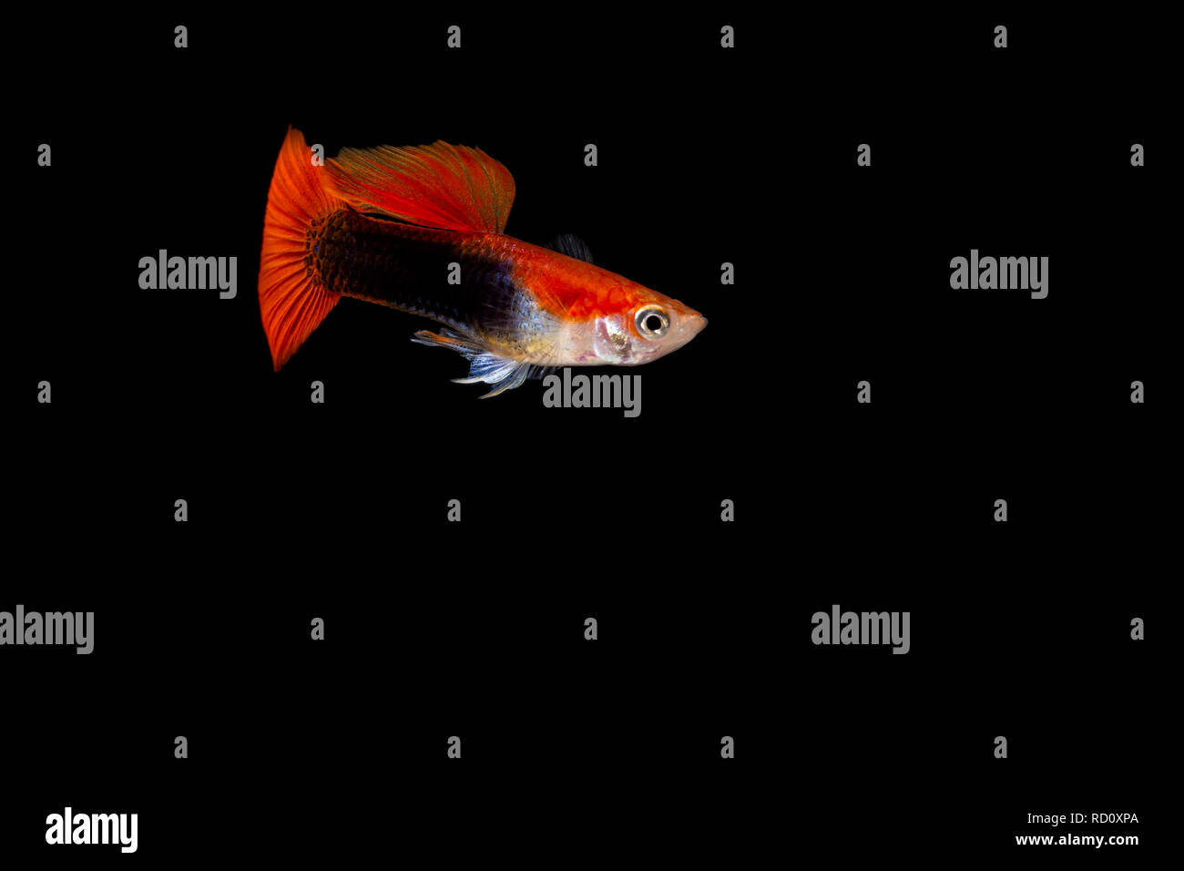 aquarium guppy male fish Stock Photo