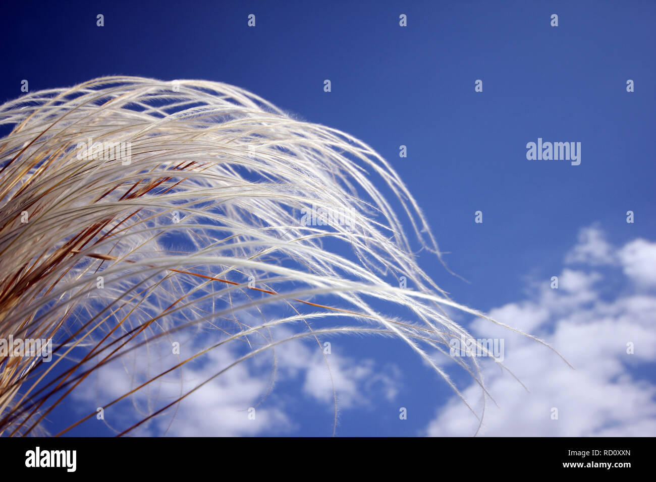 Japanese Plume Grass Over Blue Sky Stock Photo