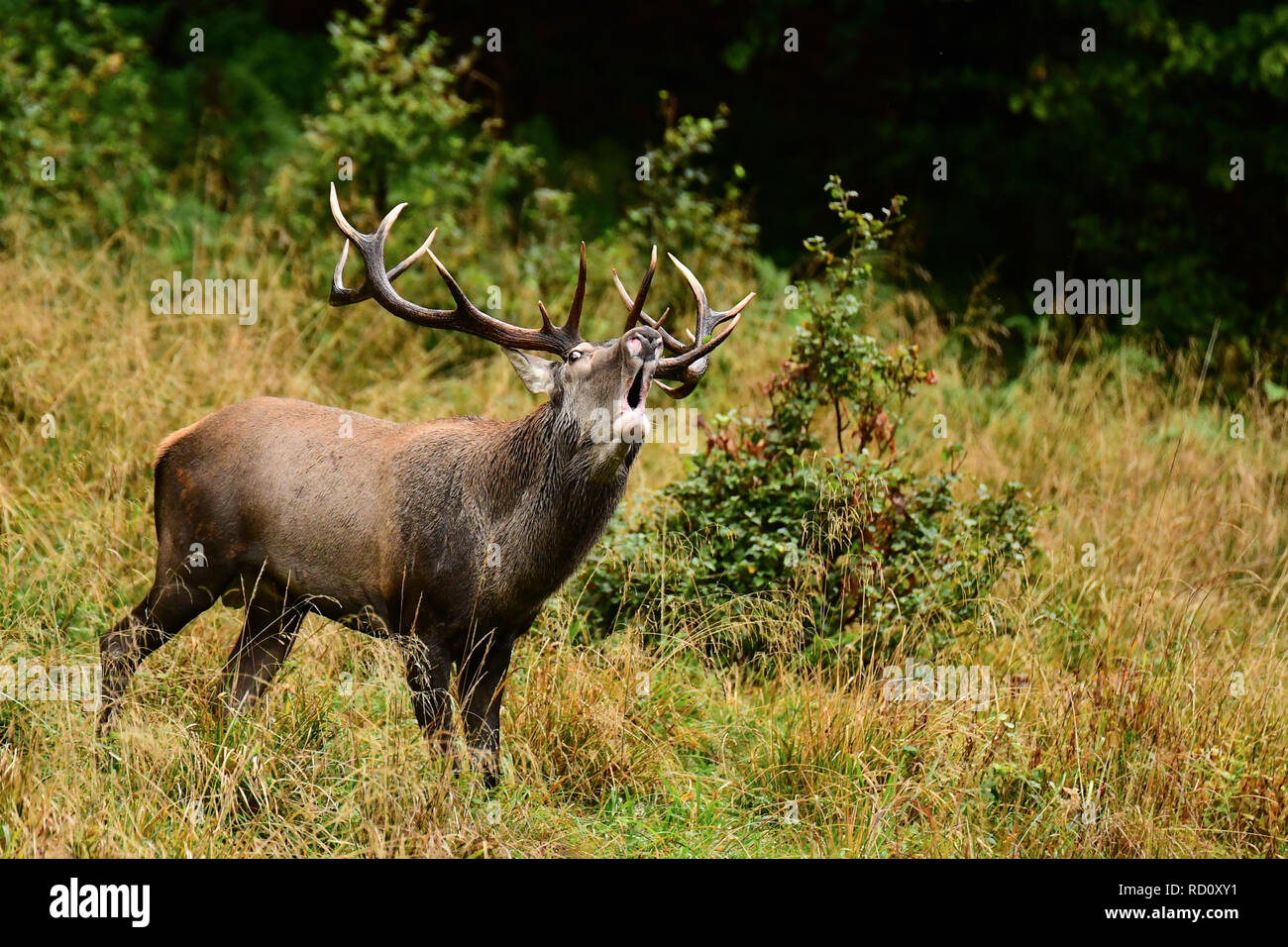Red deer (Cervus elaphus). Stag roaring in a meadow near the forest during the rut Stock Photo