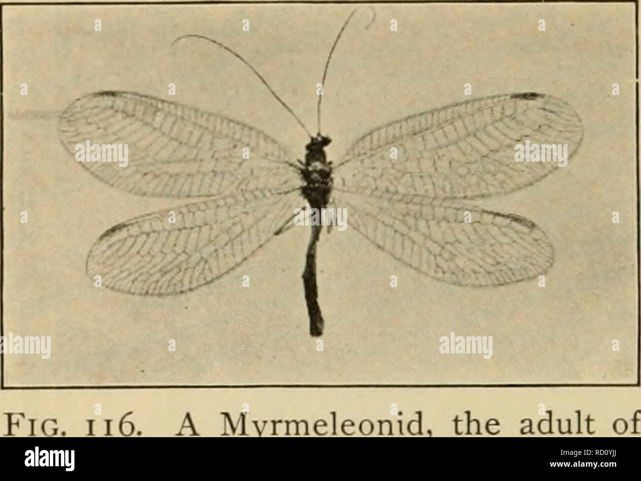 . Elementary entomology. Entomology. 92 ELEMENTARY ENTCJMOLOGY The aphis-lions {CJuysopidac) enemies of the noxious plant-Hce. are among the most important The lar'as are small, dark-colored, spindle-shaped insects, from one fourth to one third of an inch long, with large, pincer- like jaws, much longer than the head, with which they grasp the aphides. On the inside of each mandible is a deep groove, against which the max- illa fits, thus forming a tube through which the juices of the (Photograph by Weed) ^^^^ ^^^ SUckcd intO the mOUth. When full grown, the larva spins a small, globular cocoo Stock Photo