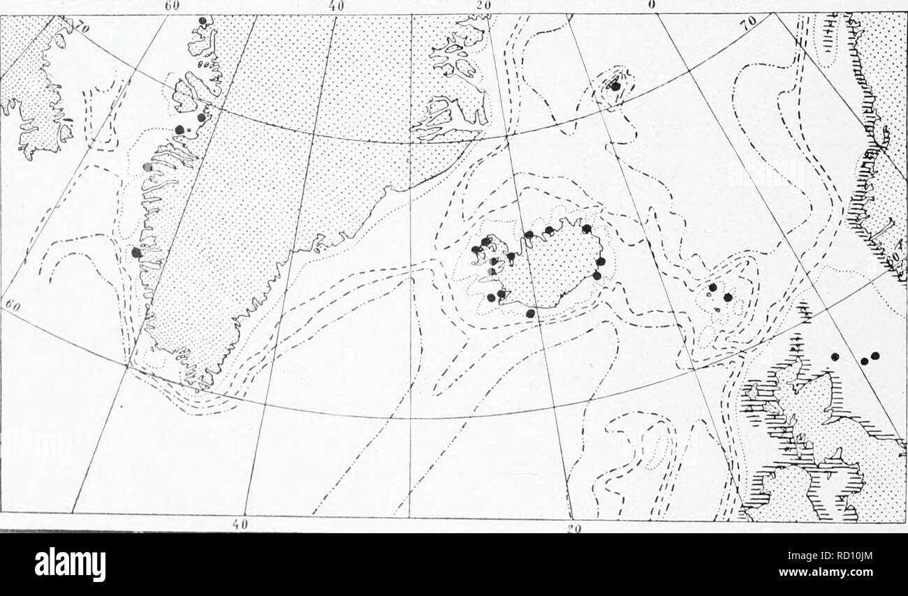 . The Danish Ingolf-expedition. Marine animals -- Arctic regions; Scientific expeditions; Arctic regions. i68 HYDROIDA II The gonothecae are borne on short, ringed stalks, proceeding from the apophyses beside the hydro- theca stalks. They are oblong, inversely conical, distally cnt off transversely with a central short and narrow, almost tnbnlous neck. The gonophores develope into free nieduste {Obelia). Material: &quot;Tlior&quot; 64°02' N., 22°33' W., depth 34 metres |labelled Lnonifdca gclafiiiosa — 63°3o' N., 20°i4' W., - 80 — — 58°! I' N., 2°28' W., — 60 - Greenland: Jakobshavn (depth no Stock Photo