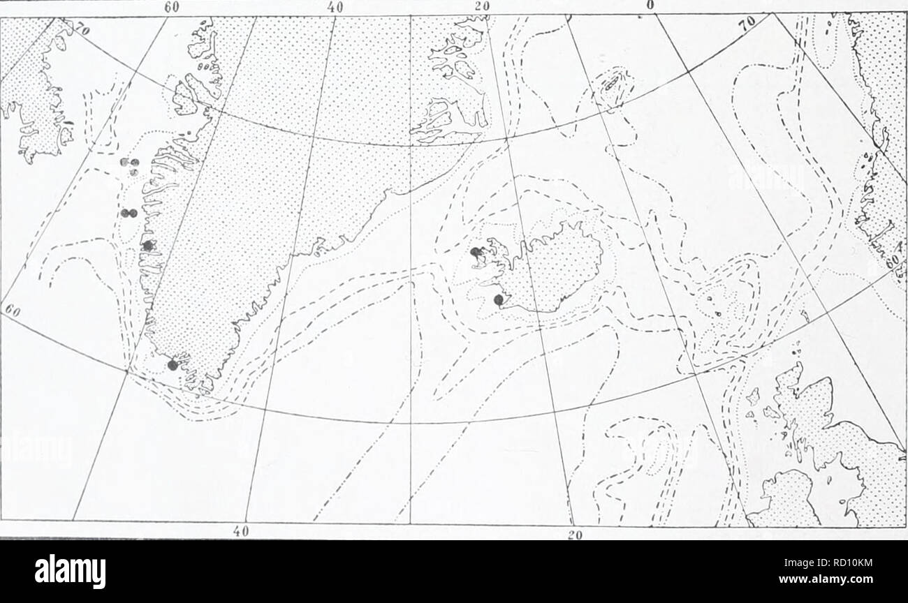 . The Danish Ingolf-expedition. Marine animals -- Arctic regions; Scientific expeditions; Arctic regions. 144 HYDROIDA II The gonothecse are set on the upper side of the branches. They are pear-shaped, with rudi- mentary neck and broad aperture. Material: &quot;Ingolf&quot; St. 31 66°35' N., 55°54' W., depth 88 fathoms 1,6^ - - 34 65^17' N., 54° 17' W., - 55 - - Greenland: Davis Strait, — 100 — (without further details) [type specimen]. Iceland: Skagi, — 20 — [labelled Thiijaria lonchitis Dyrafjord, — 15 — In all probability, this species also will prove to have a pinnate development stage, l Stock Photo