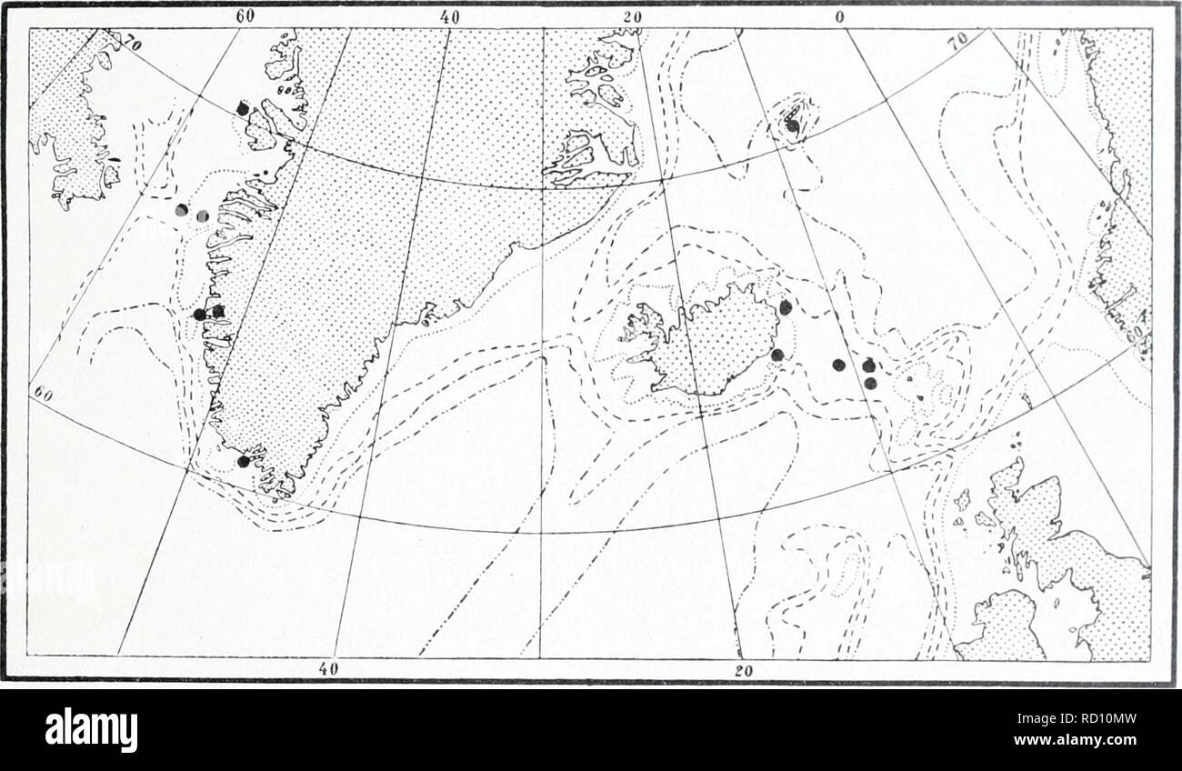 . The Danish Ingolf-expedition. Marine animals -- Arctic regions; Scientific expeditions; Arctic regions. IIYDROIDA IJ 131 Jan Mayen, depth 50—60 fathoms (East-Grceiilaiul Expedition). Iceland: Mouth of Berufjord, depth 41—54 fathoms. Kara Sea, &quot;Dijmphna&quot;. Srrhihind I'tibricii is very closely related to Srrtulariu cuprrssina^ but differs ])rimaril- in its dextrorse stem. Moreover, its hydrothecce are as a rule more deei)ly imbedded than in the latter species (fig. LXIX). Levinsen (1893 p. 48) calls attention to a peculiarity in the species, to wit, that the basal branches throw off  Stock Photo