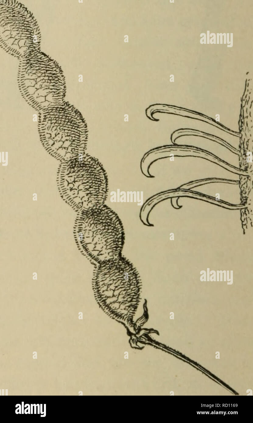 . Elementary botany. Botany. Fig I'&quot;; Bur *»t bidens or bur marigold, show- ing barbed seeds. Fig. 470. Seed pod of tick-treefoil (desmodium); at the right some of the hooks greatly magnified. bur-marigold (bidens), the tick-treefoil (desmodium), or cockle-bur (xanthi- um), and burdock (arctium). 673. Other plants like some of the sedges, etc., living on the margins of streams and oi lakes, have -teds which are provided with floats. The wind or the Bowing of the water transports fhem often to distant points. 368. Please note that these images are extracted from scanned page images that ma Stock Photo