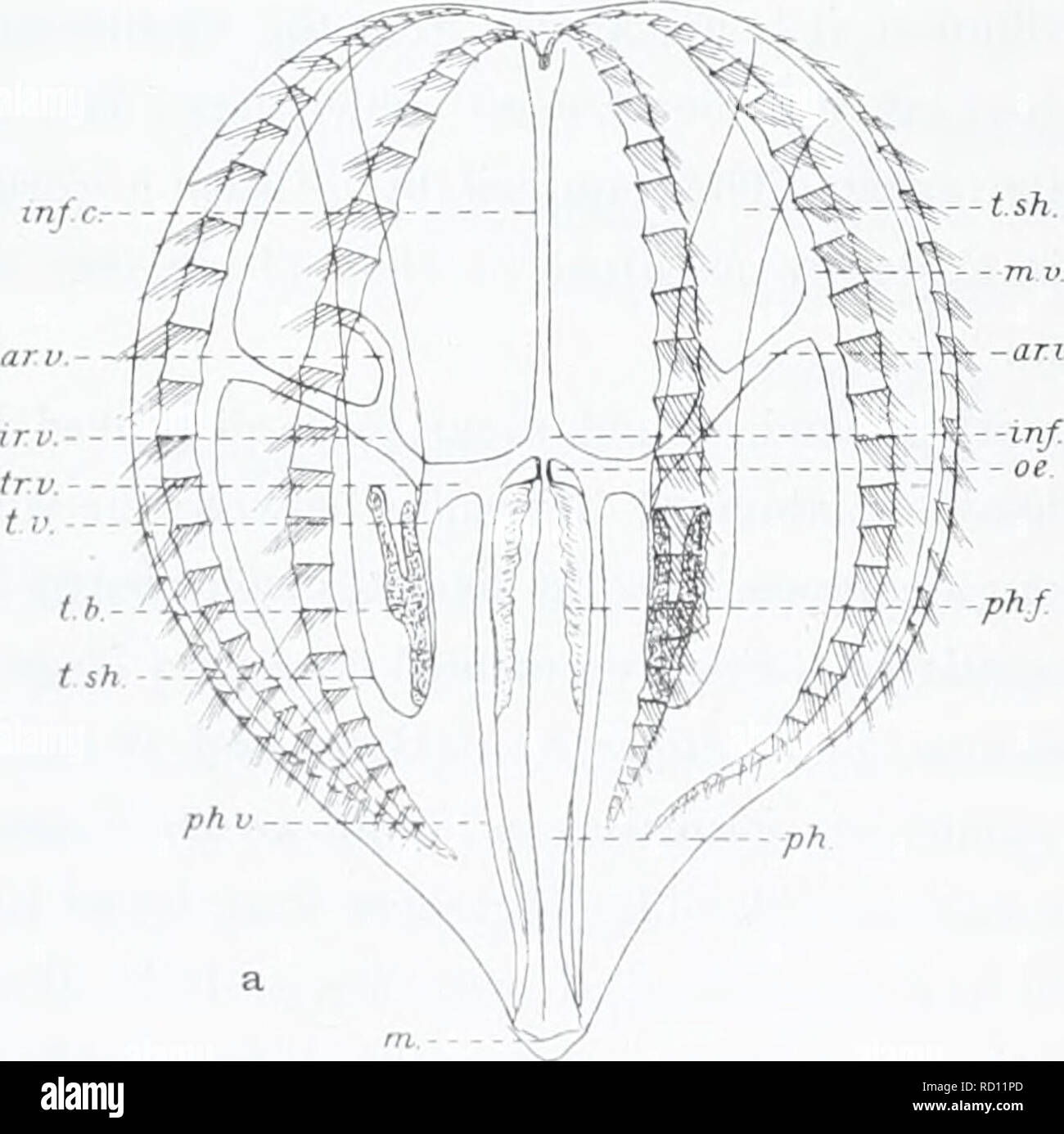 . The Danish Ingolf-expedition. Marine animals -- Arctic regions; Scientific expeditions; Arctic regions. 70 CTENOPHORA. observations is doubtless this, that his supposed specimens of PI. rhodopis are not this form at all, but most probably belong to some species of Lobatae. This suggestion is supported by the fact, that in Garbe's material of young Pleurobrachia from Helgoland were found a pair of specimens showing essentially the same structure of the gastrovascular system as his &quot;Pl.rhodopis&quot; from Triest. Now it can be said with rather great certainty, that these latter young Cten Stock Photo