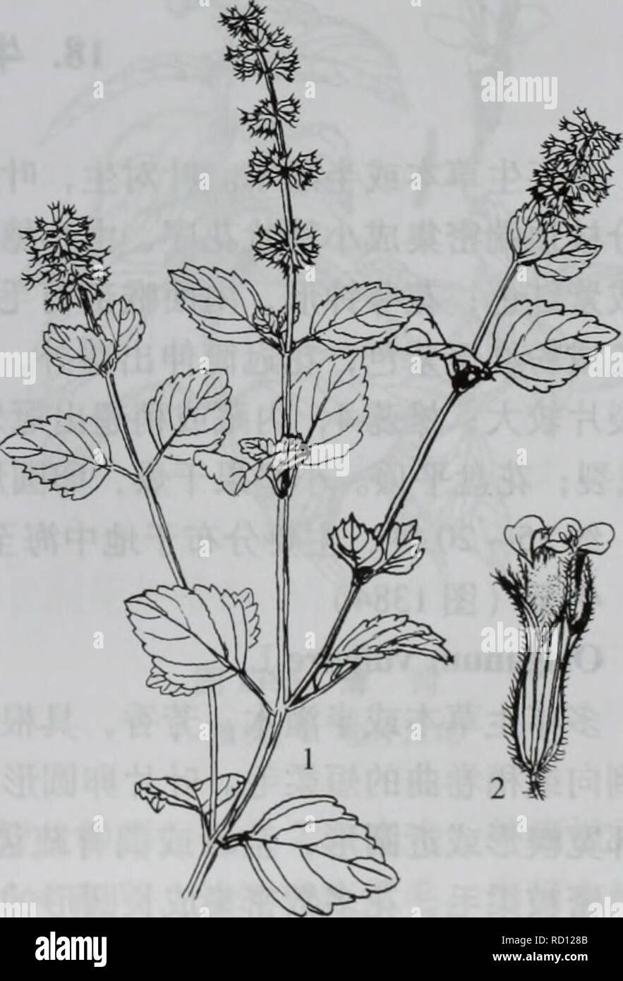 . da bie shan zhi wu zhi. botany. 2. é£è½¦èï¼å¾1380) Clinopodium urticifolium (Hance) C. Y. Wu et Hsuan ex H. W. Li å¤å¹´çèæ¬ï¼æ ¹èæ¨è´¨ãèç´ç«ï¼é«2080åç±³ï¼éåæ£±å½¢ï¼å¸¸å¸¦ç´«çº¢è²ï¼è¢«åä¸ç-ç¡¬ æ¯ãå¶çåµåå½¢ï¼åµç¶é¿åå½¢è³åµç¶æ«éå½¢ï¼é¿36åç±³ï¼å®½13åç±³ï¼å ç«¯éææ¥å°ï¼åº é¨åå½¢è³è¿å¹³æªï¼è¾¹ç¼å ·é¯é½¿ï¼ä¸¤é¢è¢«æ¯ï¼ä¾§è67å¯¹ï¼ä¸é¨å¶æè¾é¿ï¼åä¸æ¸ç-ï¼é¿2 12æ¯«ç±³ï¼å¯è¢«å ·èææ¯ãè½®ä¼è±åºå¤è±å¯éï¼åçå½¢ï¼å¾23åç±³ï¼çç¦»ï¼èå¶å¶ç¶ï¼ä¸é¨ è è¶ åºè½®ä¼è±åºï¼ä¸é¨è ä¸è½®ä¼è±åºç-é¿ï¼ä¸åèçç¶ï¼èççº¿ å½¢ï¼å ·ææ¾ä¸-èï¼æ»è±æ¢é¿3 5æ¯«ç±³ï¼åæå¤æ°ï¼è±æ¢é¿1.5  2. 5æ¯«ç±³ï¼ä¸æ»æ¢åè±åºè½´å¯è¢«ææ¯ï¼è±è¼ç-ç®¡ç¶ï¼é¿çº Stock Photo