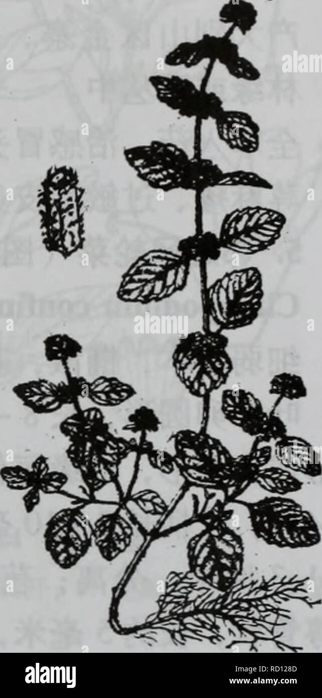 . da bie shan zhi wu zhi. botany. ä¸äºå «ãåå½¢ç§Labiatae 971. 2. é£è½¦èï¼å¾1380) Clinopodium urticifolium (Hance) C. Y. Wu et Hsuan ex H. W. Li å¤å¹´çèæ¬ï¼æ ¹èæ¨è´¨ãèç´ç«ï¼é«2080åç±³ï¼éåæ£±å½¢ï¼å¸¸å¸¦ç´«çº¢è²ï¼è¢«åä¸ç-ç¡¬ æ¯ãå¶çåµåå½¢ï¼åµç¶é¿åå½¢è³åµç¶æ«éå½¢ï¼é¿36åç±³ï¼å®½13åç±³ï¼å ç«¯éææ¥å°ï¼åº é¨åå½¢è³è¿å¹³æªï¼è¾¹ç¼å ·é¯é½¿ï¼ä¸¤é¢è¢«æ¯ï¼ä¾§è67å¯¹ï¼ä¸é¨å¶æè¾é¿ï¼åä¸æ¸ç-ï¼é¿2 12æ¯«ç±³ï¼å¯è¢«å ·èææ¯ãè½®ä¼è±åºå¤è±å¯éï¼åçå½¢ï¼å¾23åç±³ï¼çç¦»ï¼èå¶å¶ç¶ï¼ä¸é¨ è è¶ åºè½®ä¼è±åºï¼ä¸é¨è ä¸è½®ä¼è±åºç-é¿ï¼ä¸åèçç¶ï¼èççº¿ å½¢ï¼å ·ææ¾ä¸-èï¼æ»è±æ¢é¿3 5æ¯«ç±³ï¼åæå¤æ°ï¼è±æ¢é¿1.5  2. 5æ¯«ç±³ï¼ä¸æ»æ¢åè±åºè½ Stock Photo