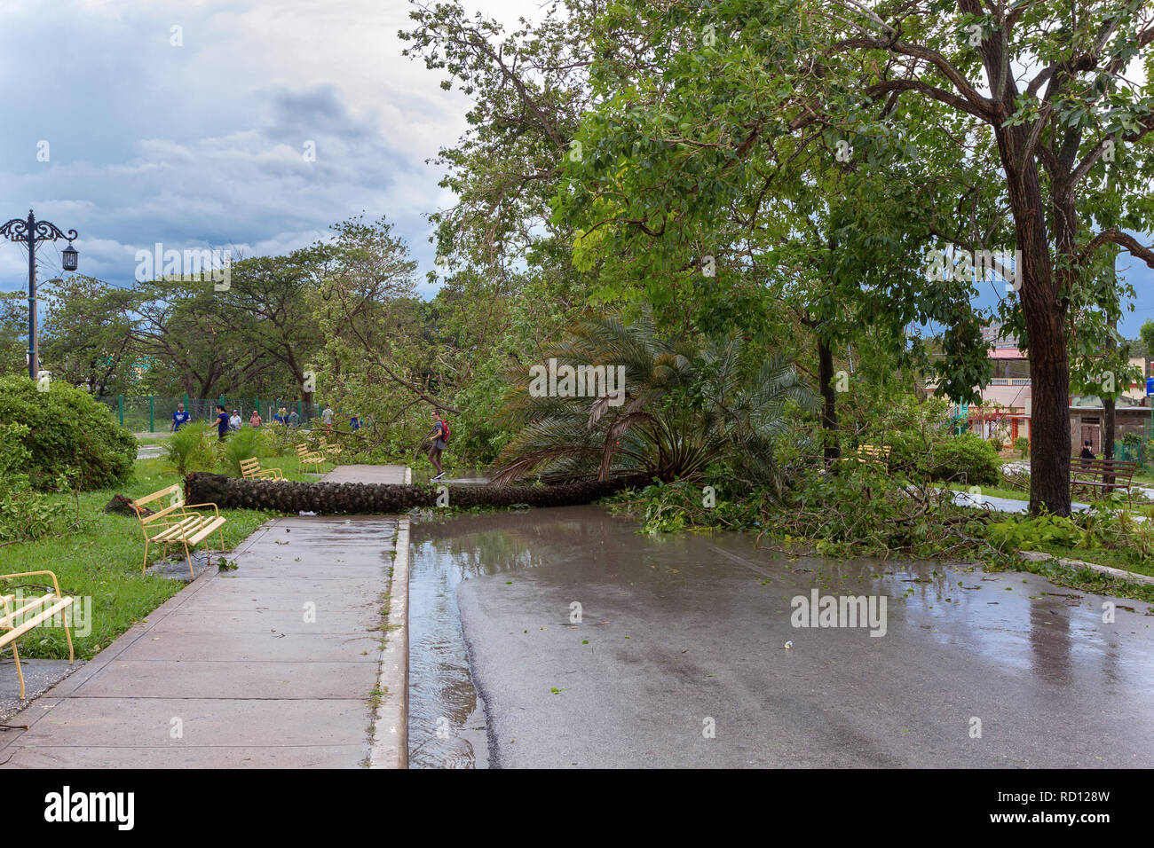 Santa Clara, Cuba, September 10, 2017: Trees fallen to the ground, damage from Irma Hurricane Stock Photo