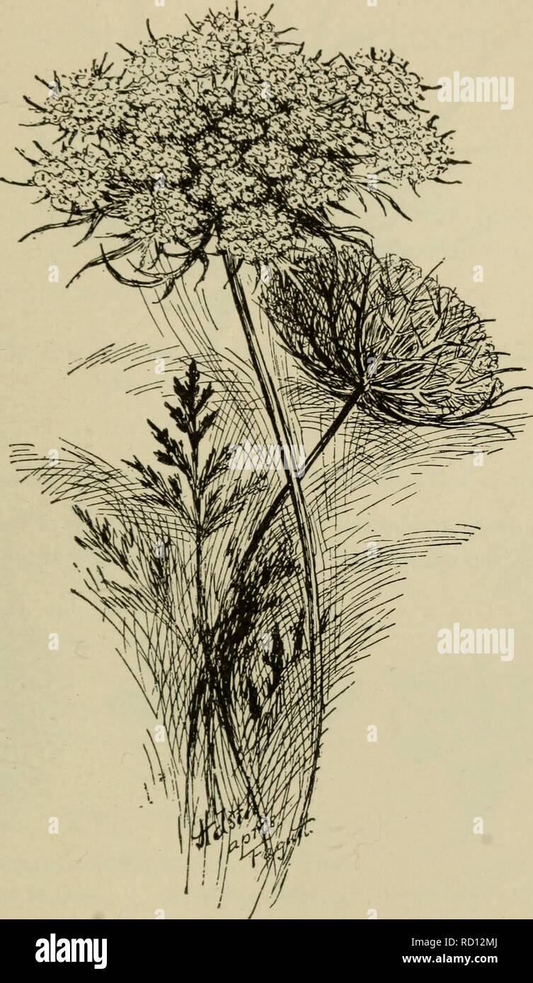 . Elementary botany. Botany. PLANT FAMILIES: ONOGKACE^E. 28l lanceolate or oblong, toothed and repand on the margin. In many of the species of the family the parts of the flower are in fours as in the evening primrose, but in others the number is variable.. Fig. 372. Wild carrot. UMBELLIFLOR^E. 537. The parsley family (umbelliferae).—The wild carot (Daucus carota) is common by roadsides and in old fields during August and September. The leaves are deeply divided and the lobes are notched (pinnately decompound). The flowers form umbels, since the pedicels are all of about the same length, and m Stock Photo