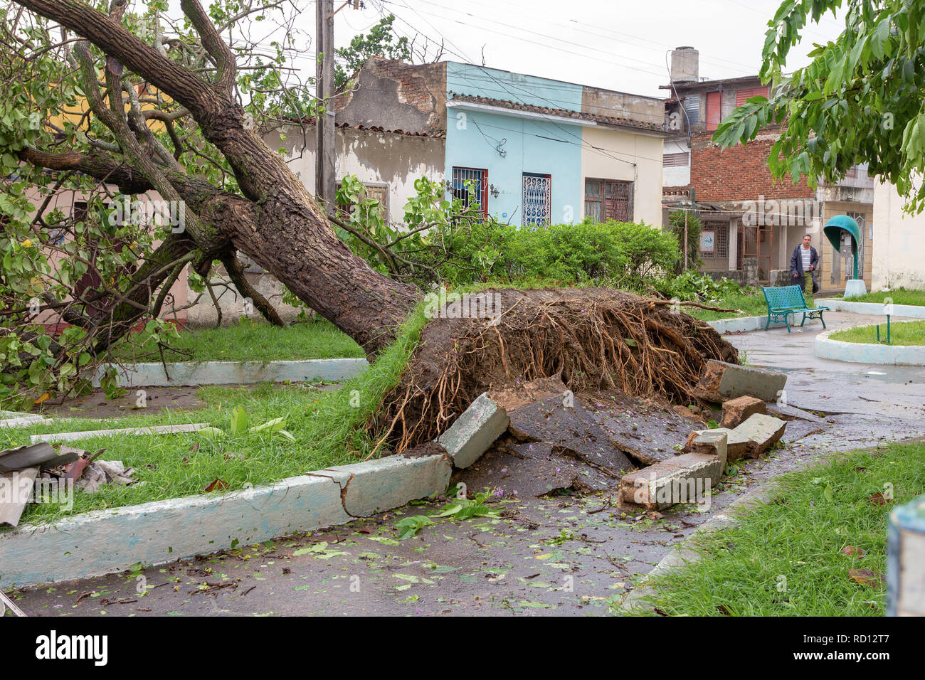 Santa Clara, Cuba, September 10, 2017: Trees fallen to the ground, damage from Irma Hurricane Stock Photo
