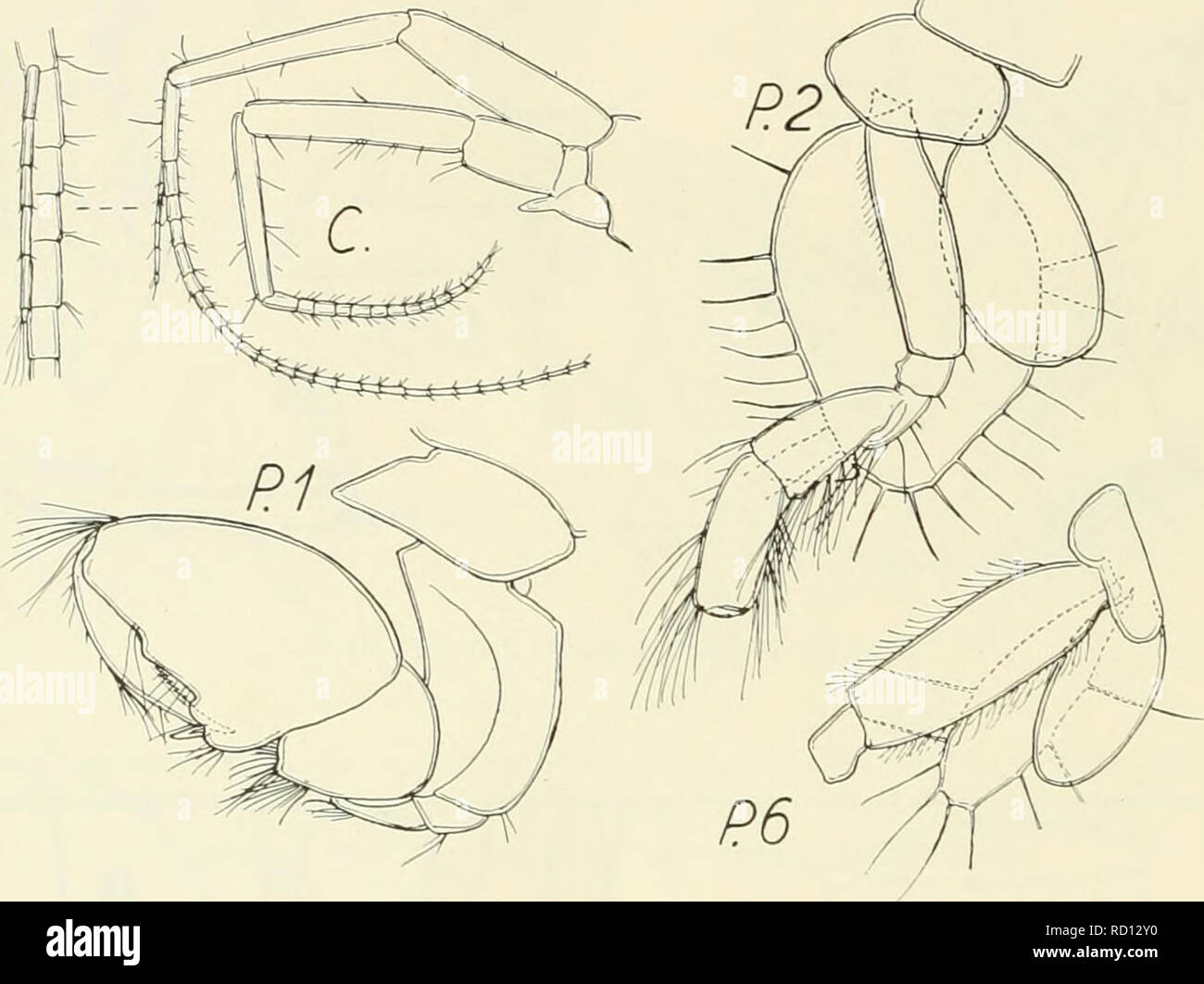 Uropod Rami W 0 28 58 hi-res stock photography and images - Alamy