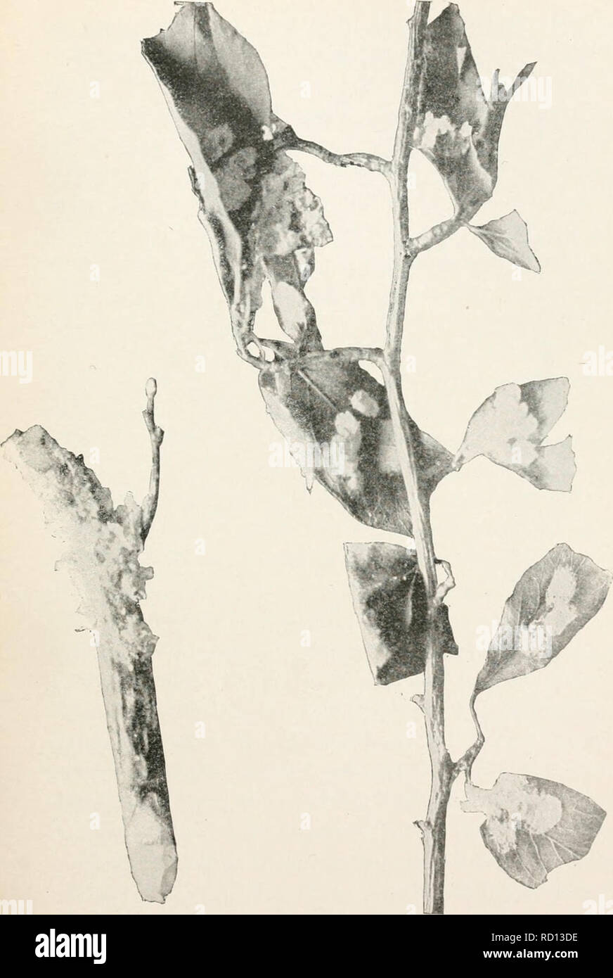 . Elementary studies in insect life. Insects. OUR K1MKNDS AM) FOKS 121. FIG. 101. Scale insect (Pulvinaria pruni) on plum twigs. Subsists on the sap, which it draws out through its slender beak. An insect injurious to horticulture. From a photo- graph.. Please note that these images are extracted from scanned page images that may have been digitally enhanced for readability - coloration and appearance of these illustrations may not perfectly resemble the original work.. Hunter, Samuel John, 1866-1946. Topeka, Kan. , Crane &amp; company Stock Photo