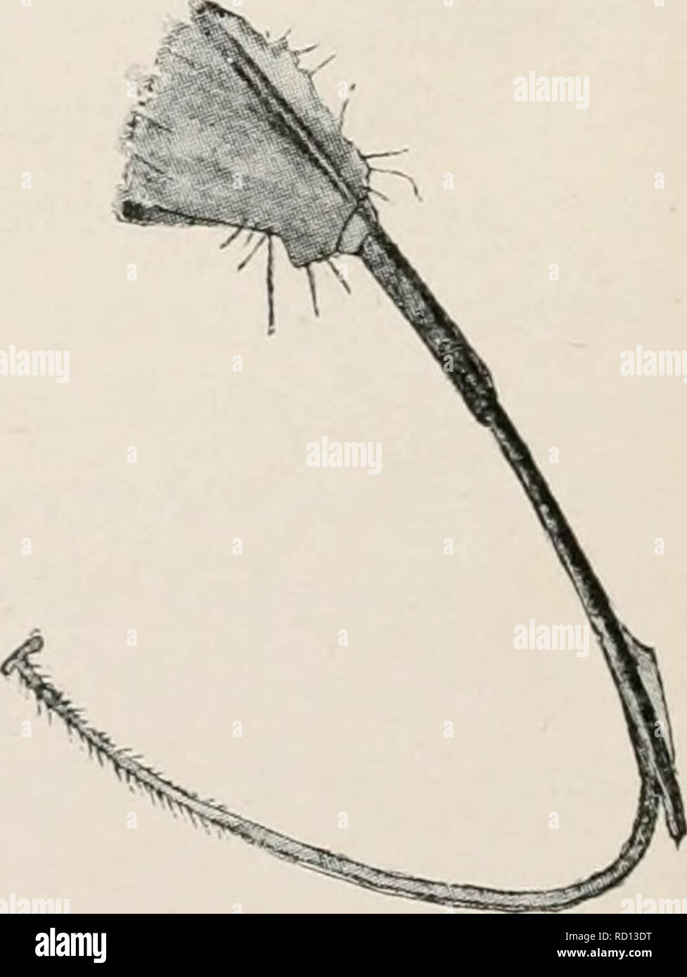 . Elementary studies in insect life. Insects. der head with maxillary ...